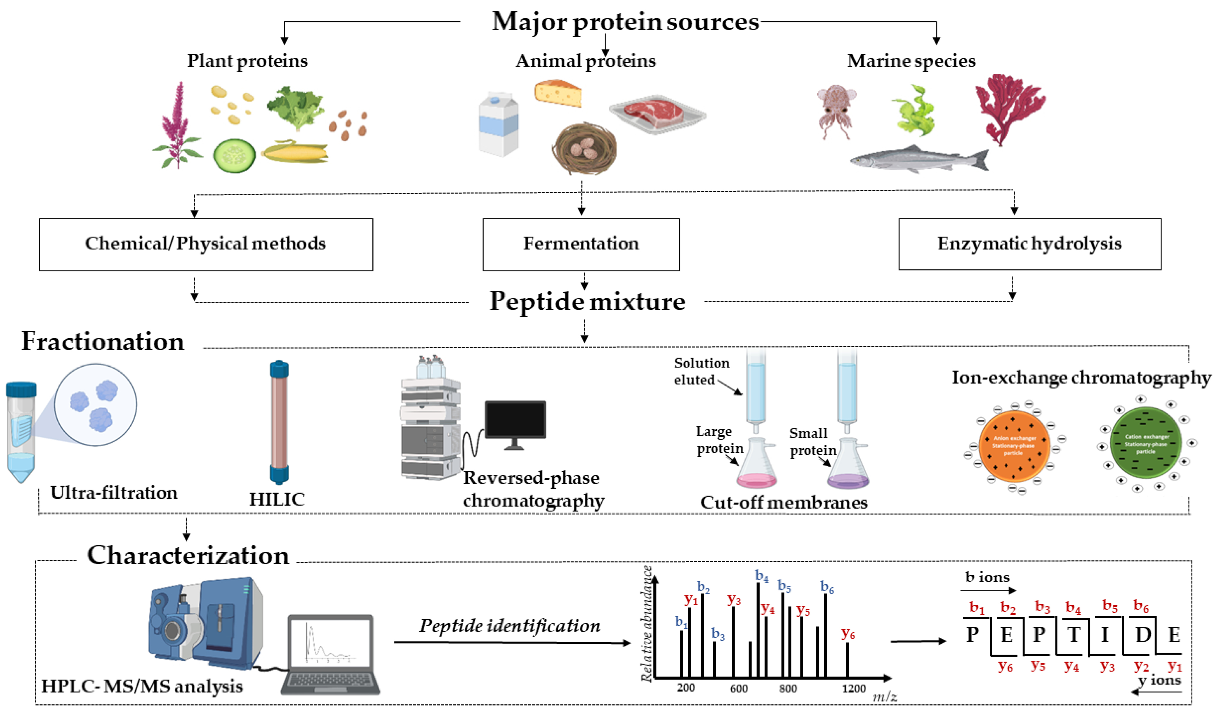 Processes | Free Full-Text | Bioactive Peptides: An Understanding from ...