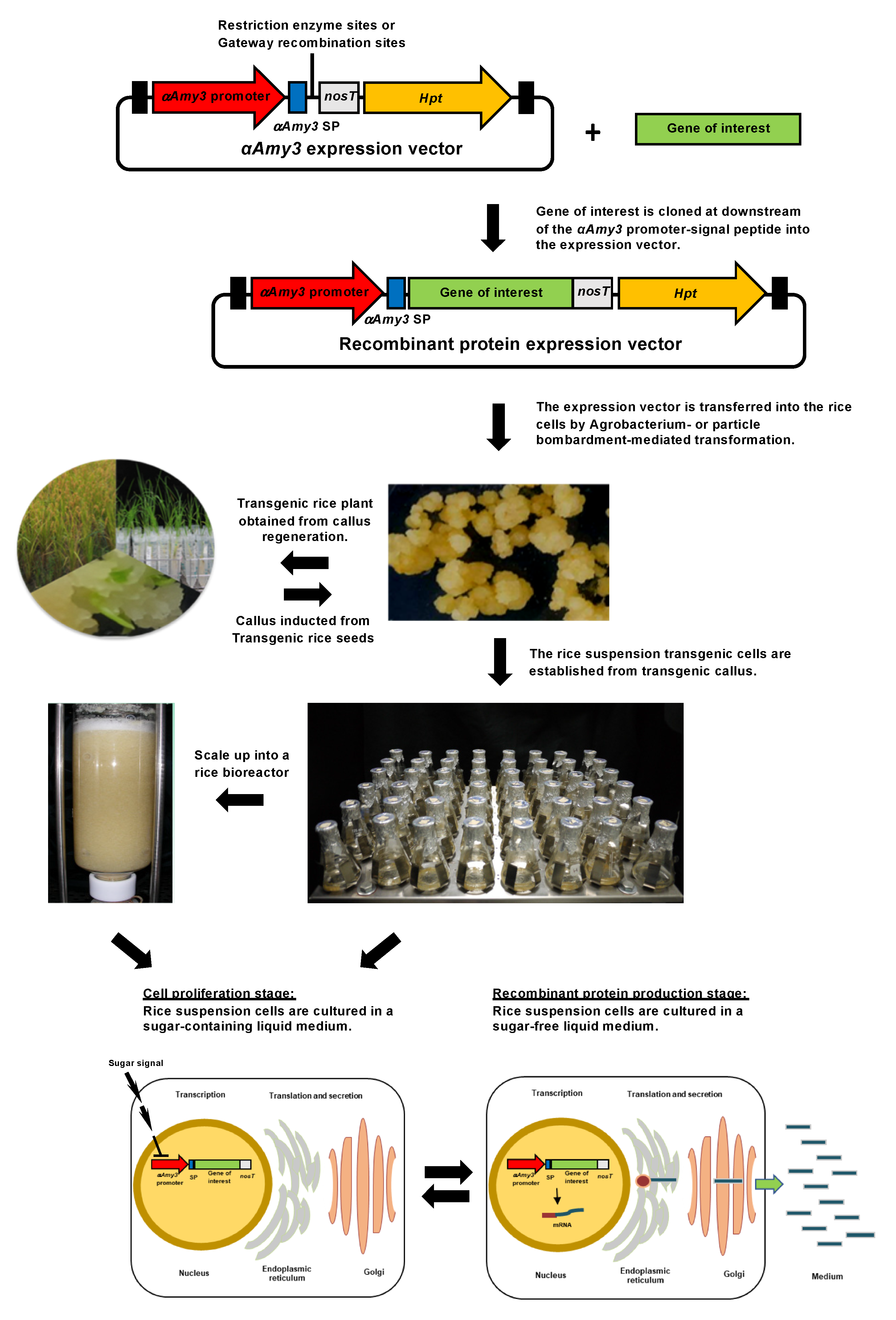 Processes | Free Full-Text | Current Strategies to Improve Yield of Recombinant  Protein Production in Rice Suspension Cells
