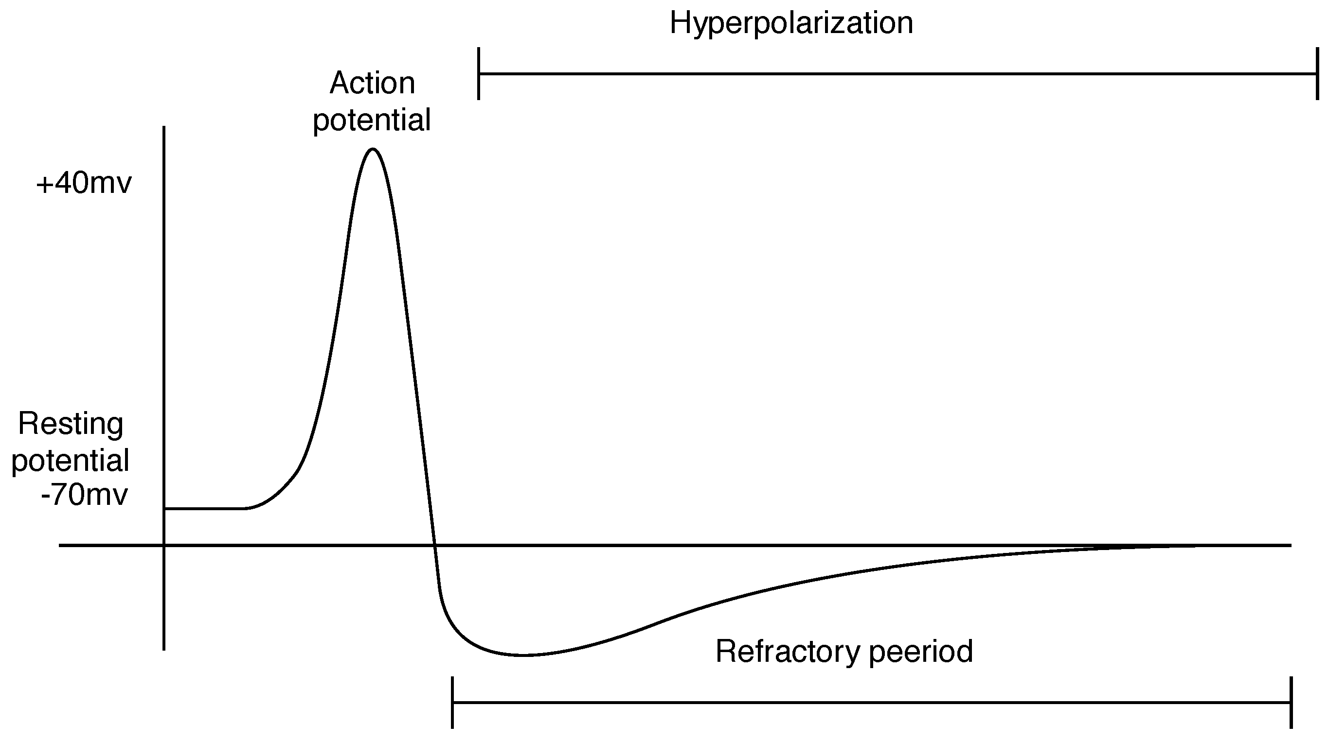 action potential hyperpolarization