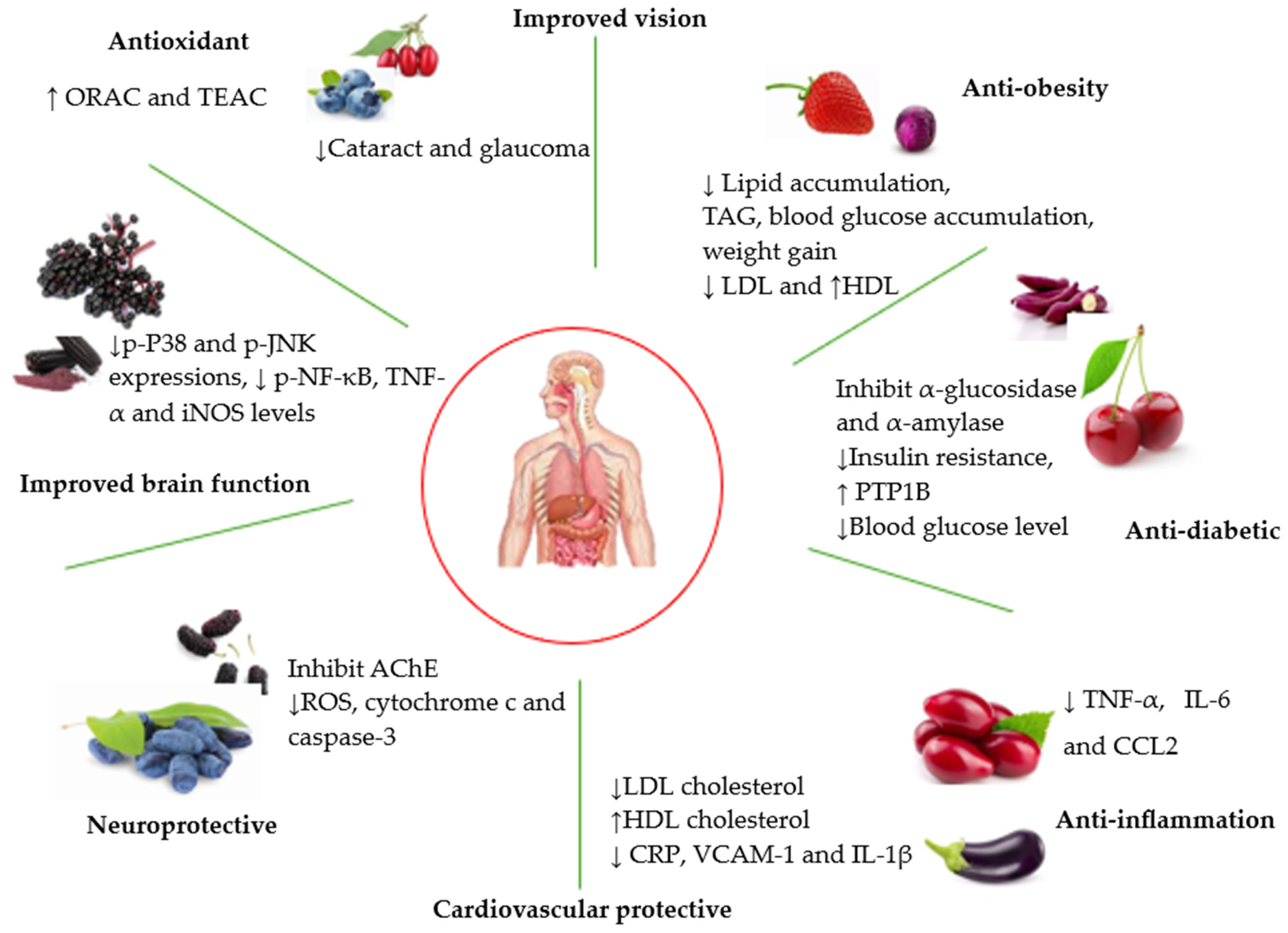 Anthocyanins supplier Anthocyanins supplier