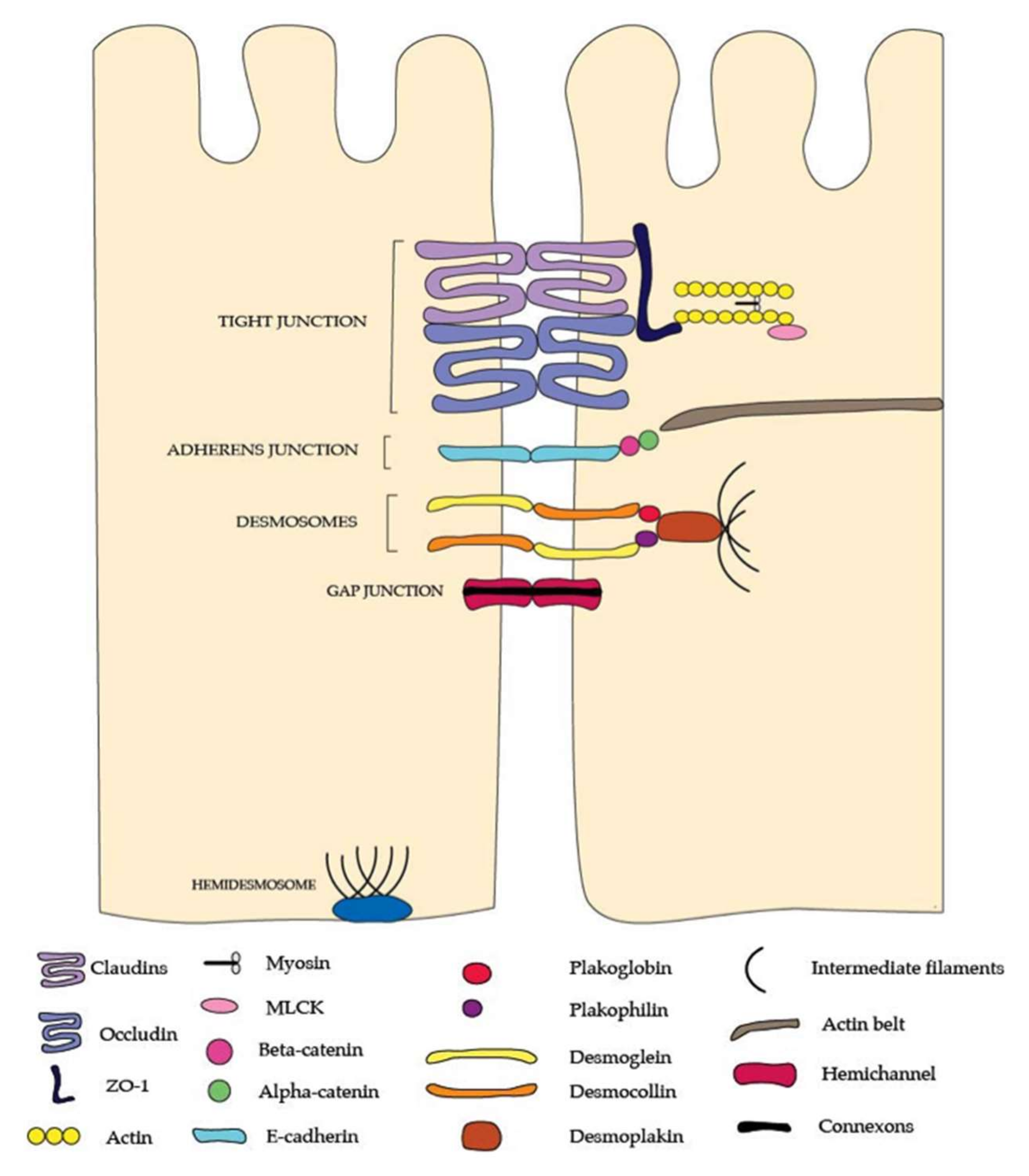 Epithelial Attachment Epithelium Junctional Junctional Junctional Epithelial Attachment Epithelium Junctional Junctional Junctional