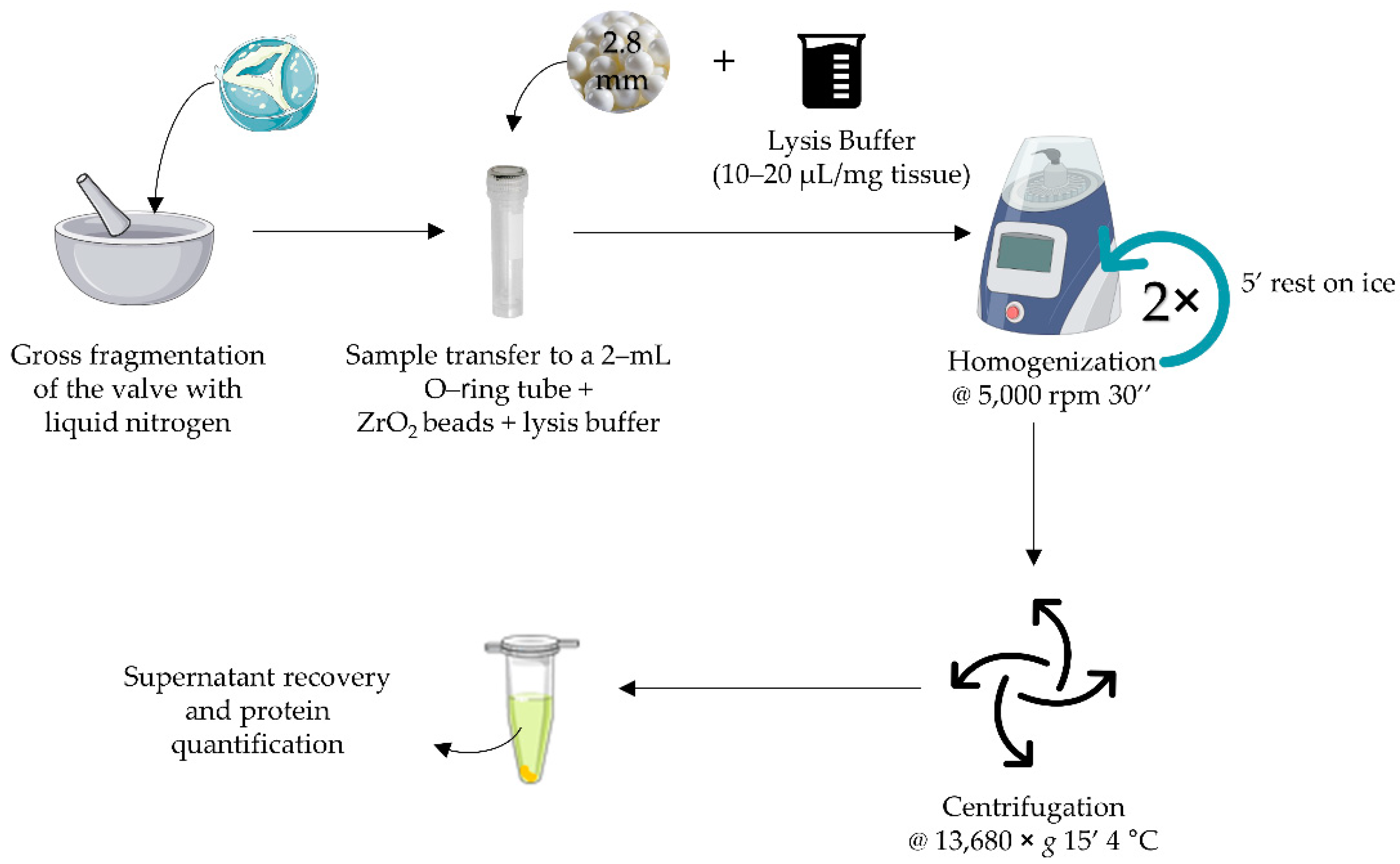 Protocol For Protein Extraction