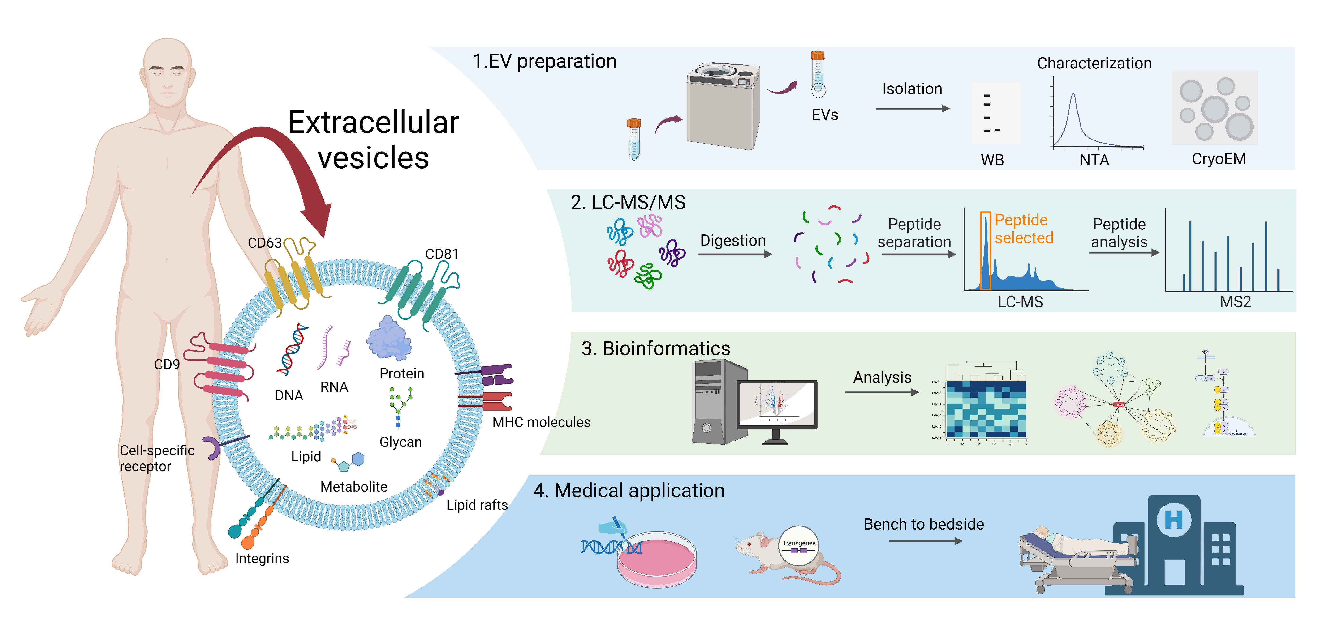 Proteomes | Free Full-Text | Proteomic Research of Extracellular 