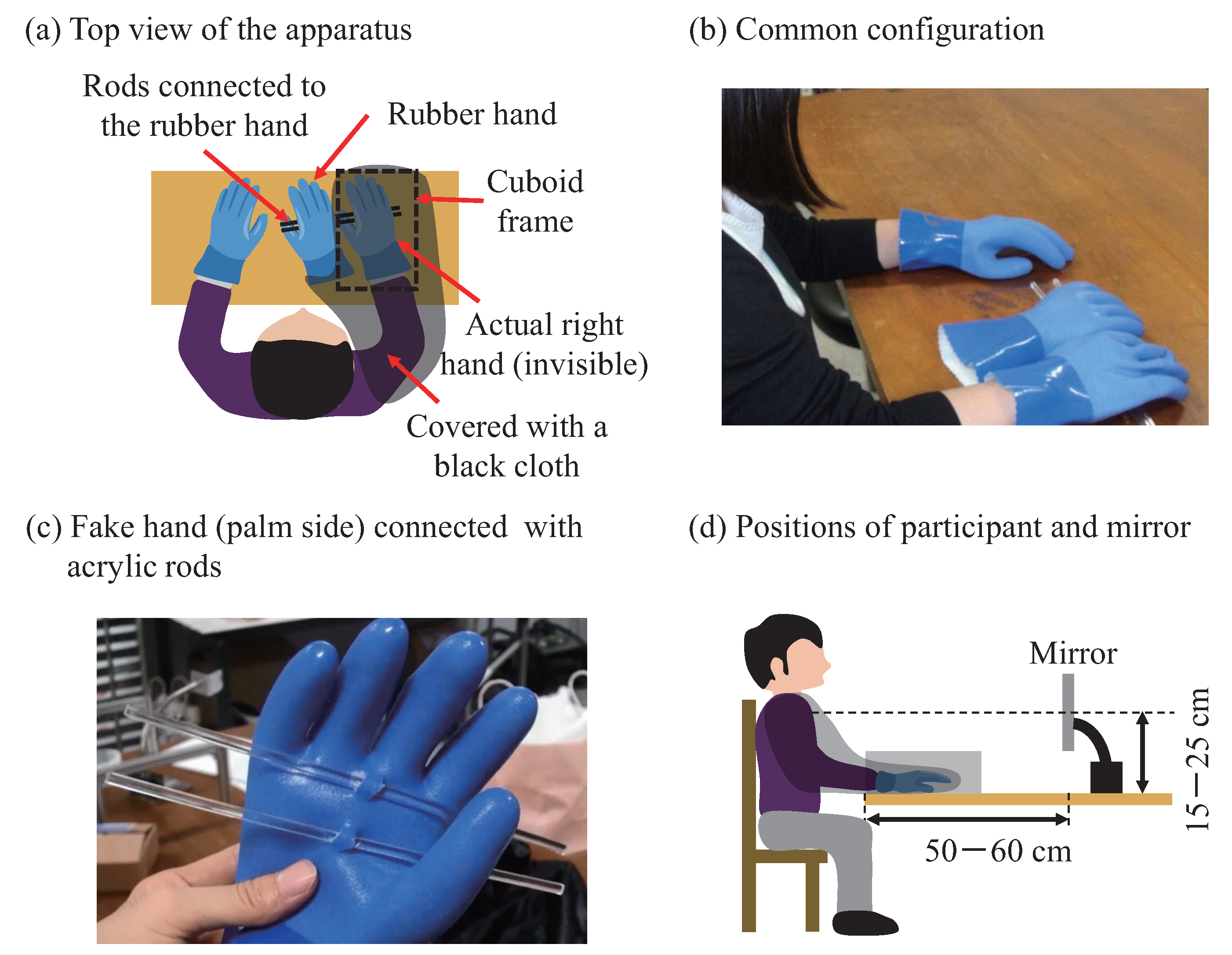 Infographic: The Rubber-Hand Illusion