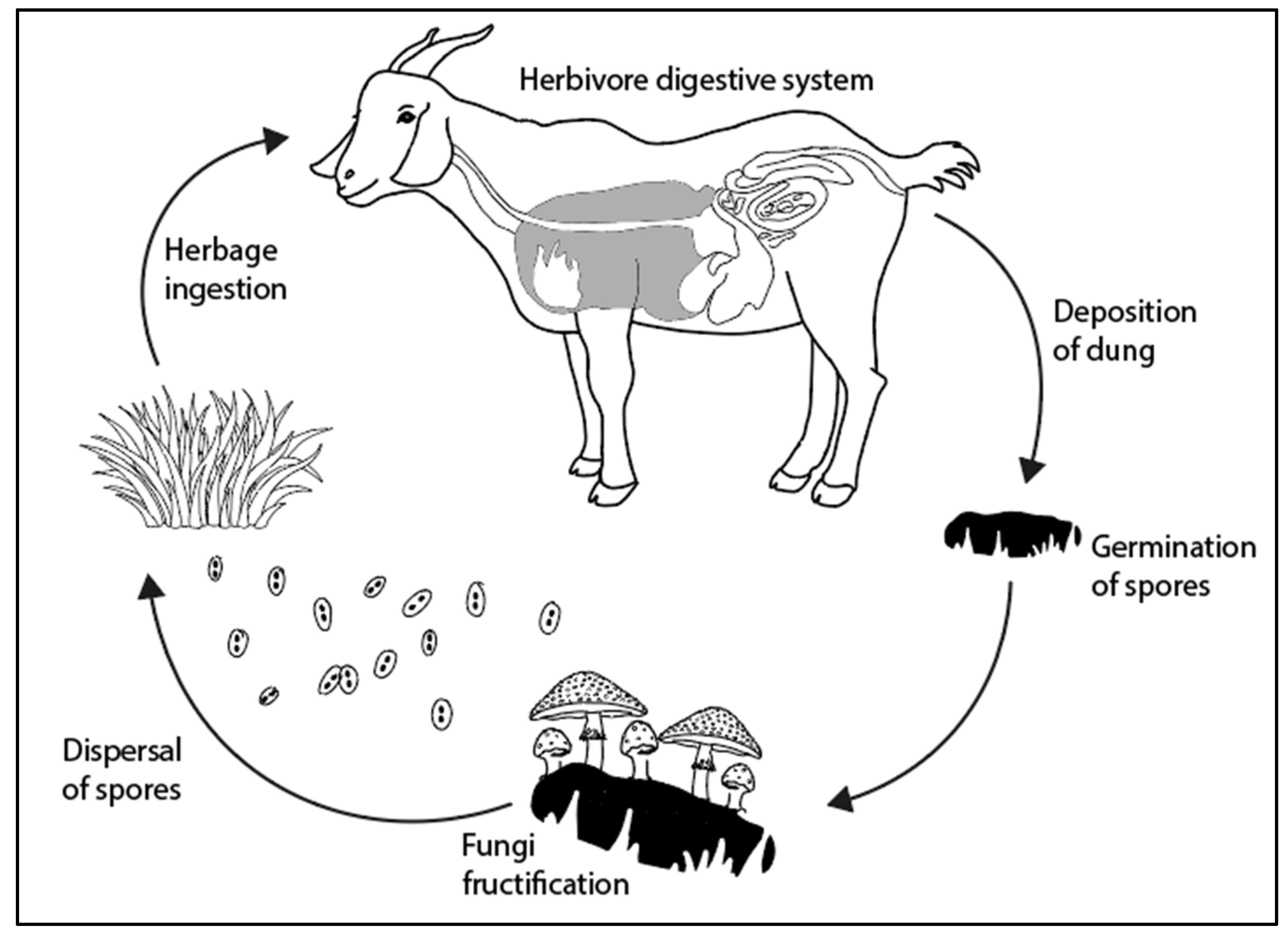 Quaternary | Free Full-Text | On the Use of Spores of Coprophilous Fungi  Preserved in Sediments to Indicate Past Herbivore Presence