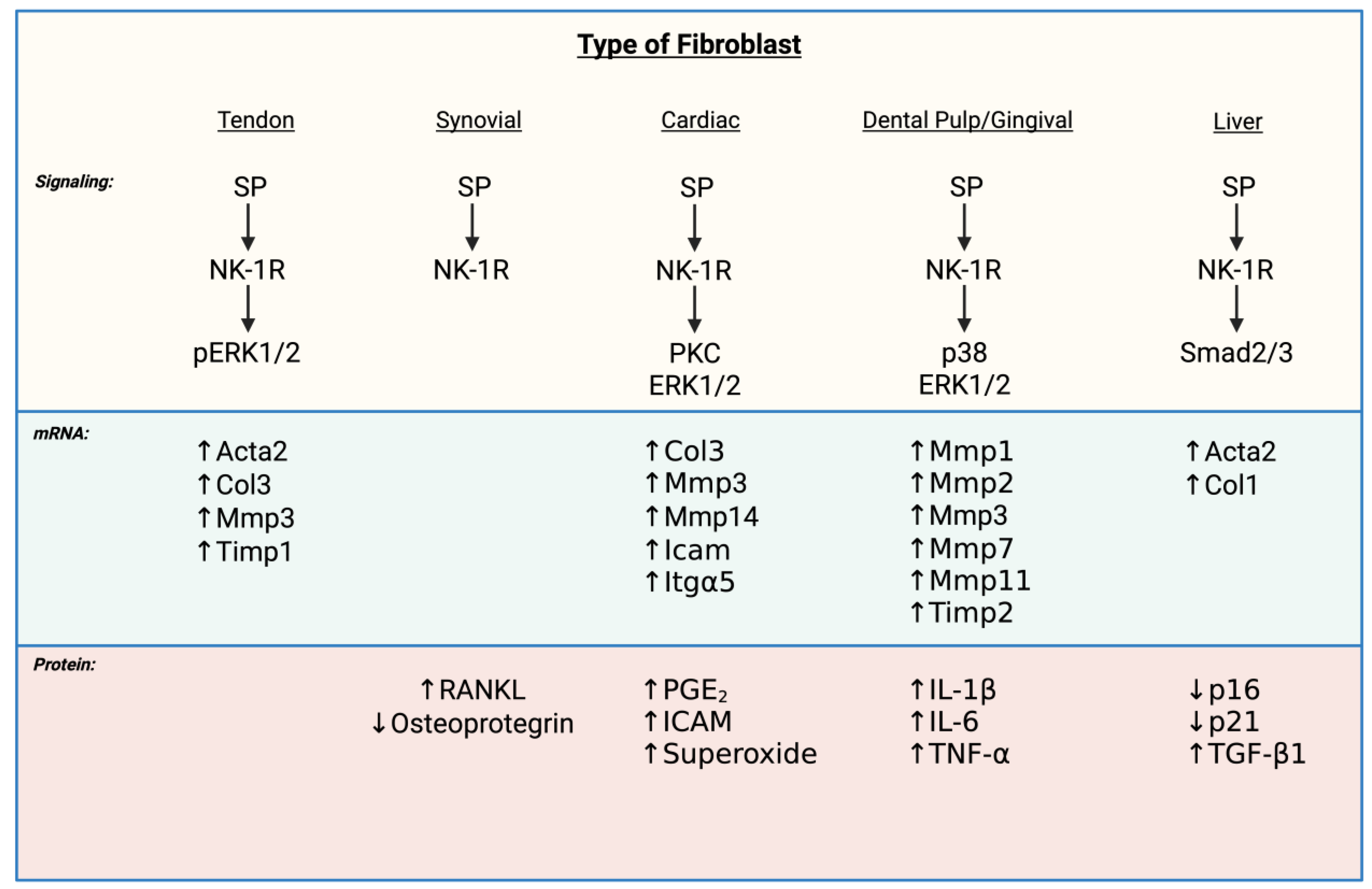 Neurokinin-1 Receptor Regulation of Fibroblast Phenotype and Function