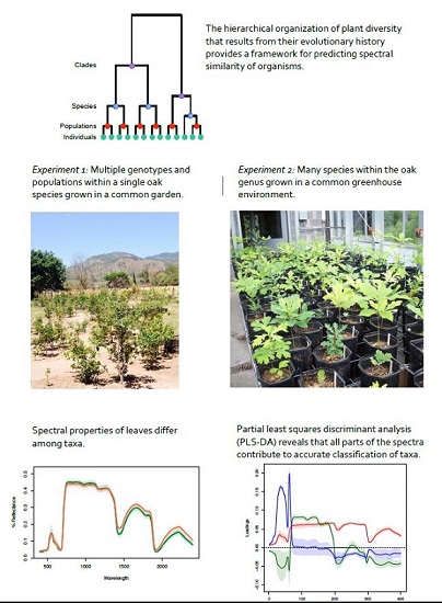 The Evolution of Plant Functional Variation: Traits, Spectra, and