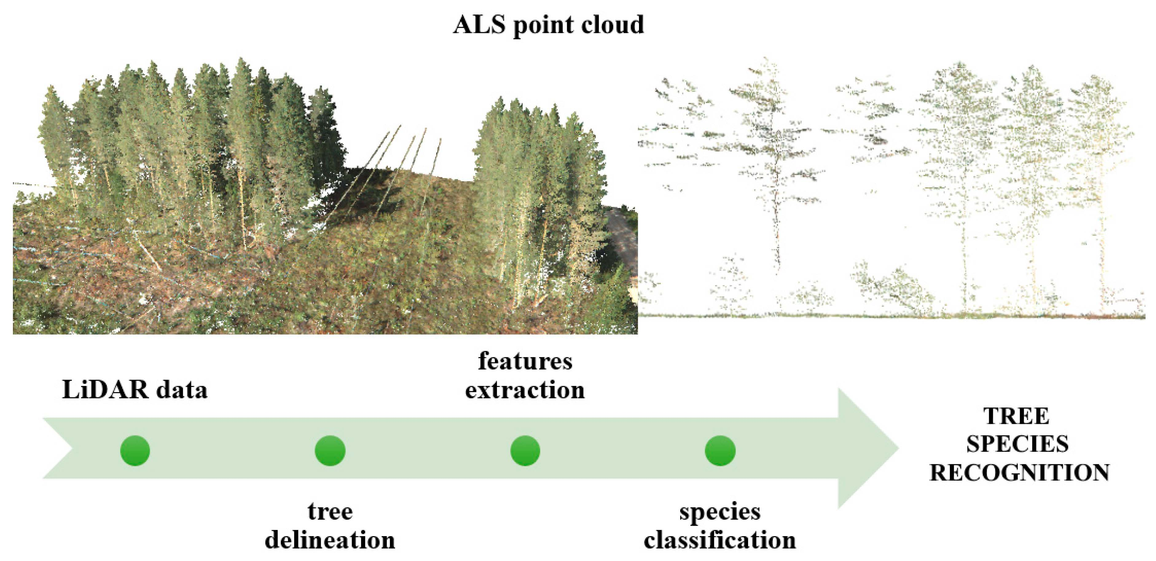 Remote Sensing | Free Full-Text | A Review of Tree Species Classification  Based on Airborne LiDAR Data and Applied Classifiers