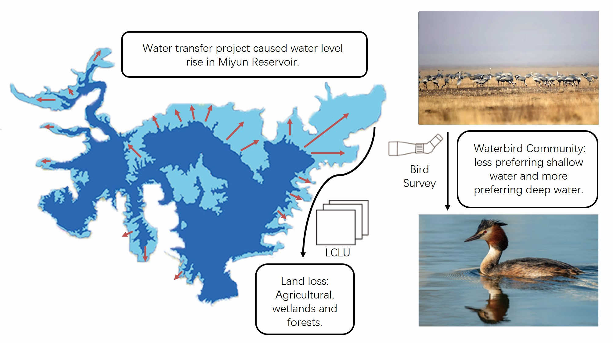 Area watering holes, wetlands vital to wading birds