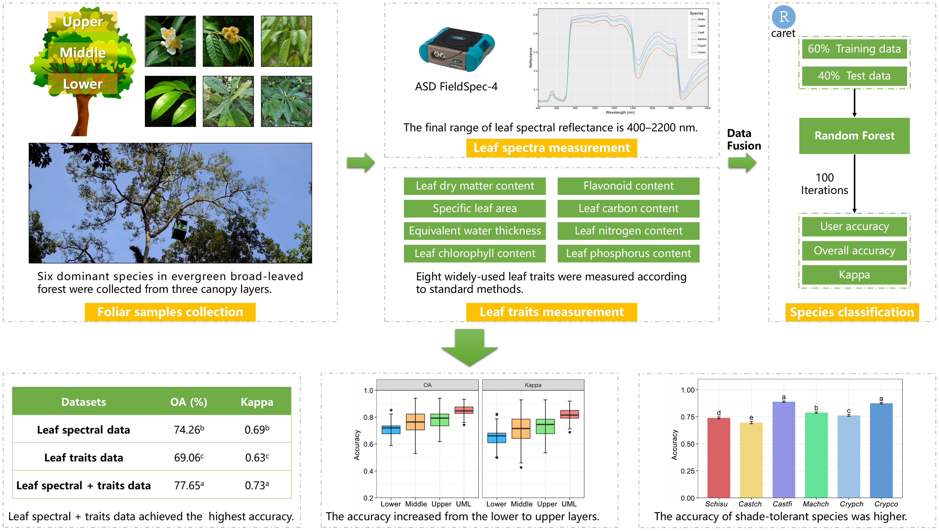 Remote | Free Full-Text | Tree Classification Using Plant Functional Traits and Leaf Spectral Properties along the Vertical Canopy