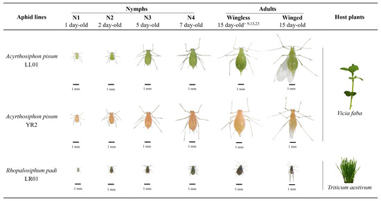 Remote Sensing | Free Full-Text | Detection of Aphids on Hyperspectral ...