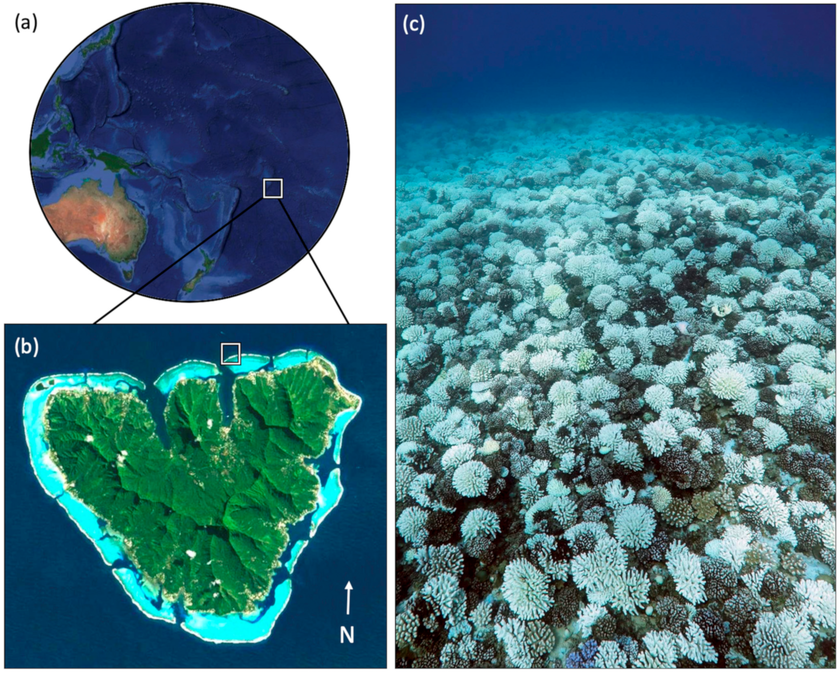 How Coral Bleaching Events Affect Ecological Diversity - Pacific