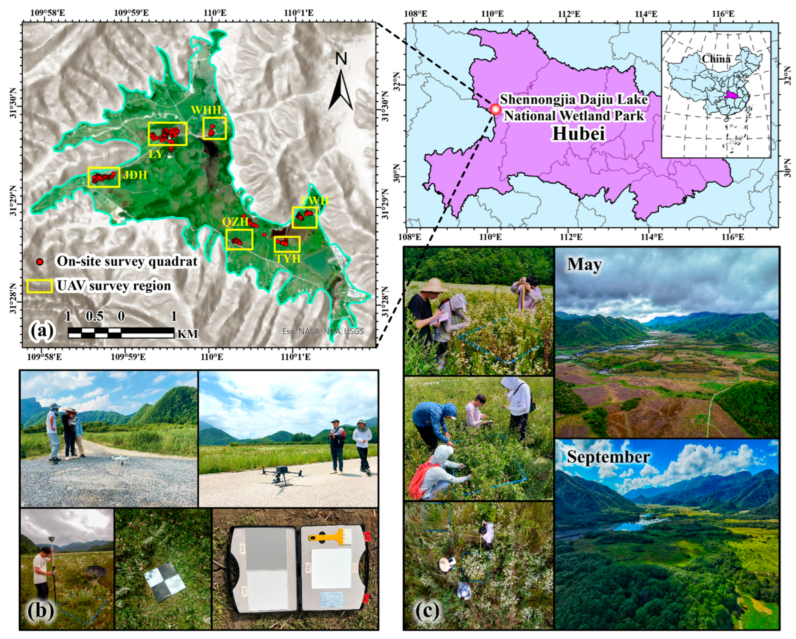 Localized Grass Improved Grass Species Mapping in High-Diversity Wetland by Combining ...