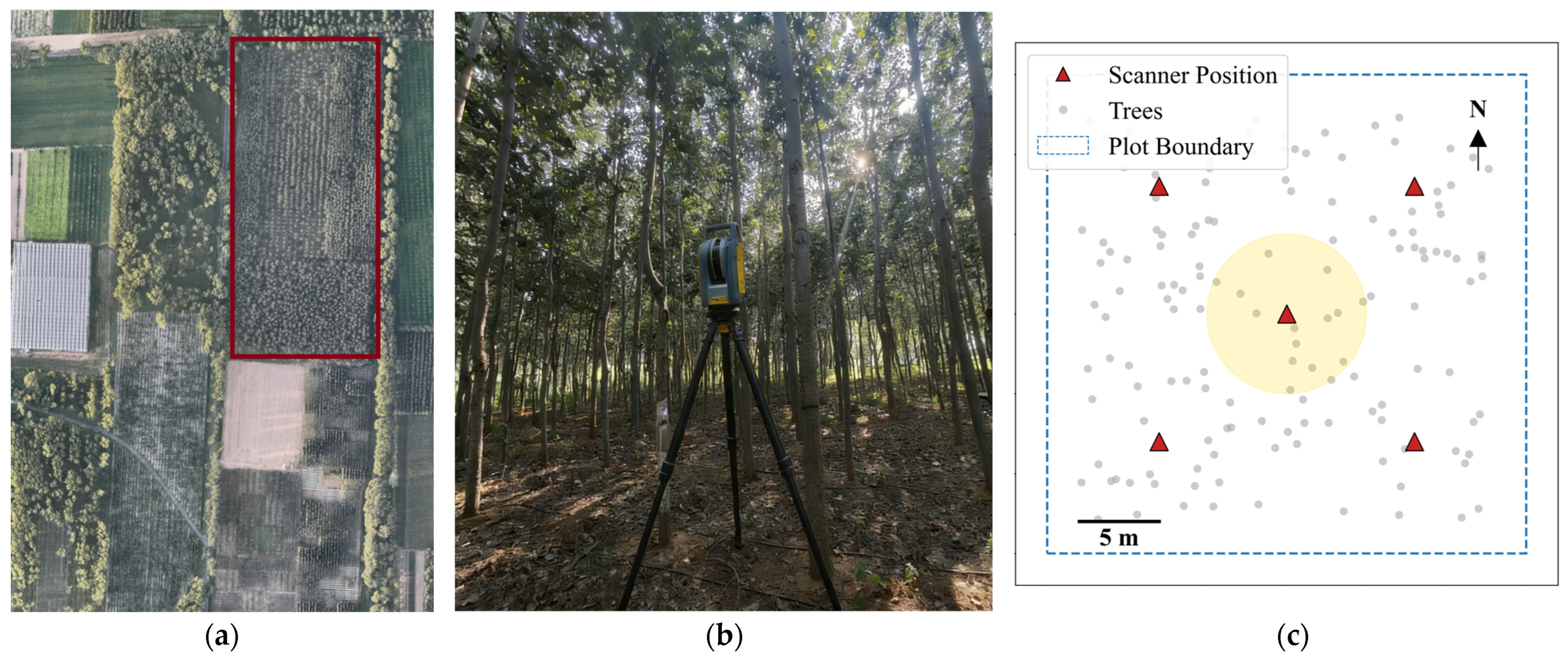 Tree Species Classification from TLS Point Clouds Using Multi-Task ...