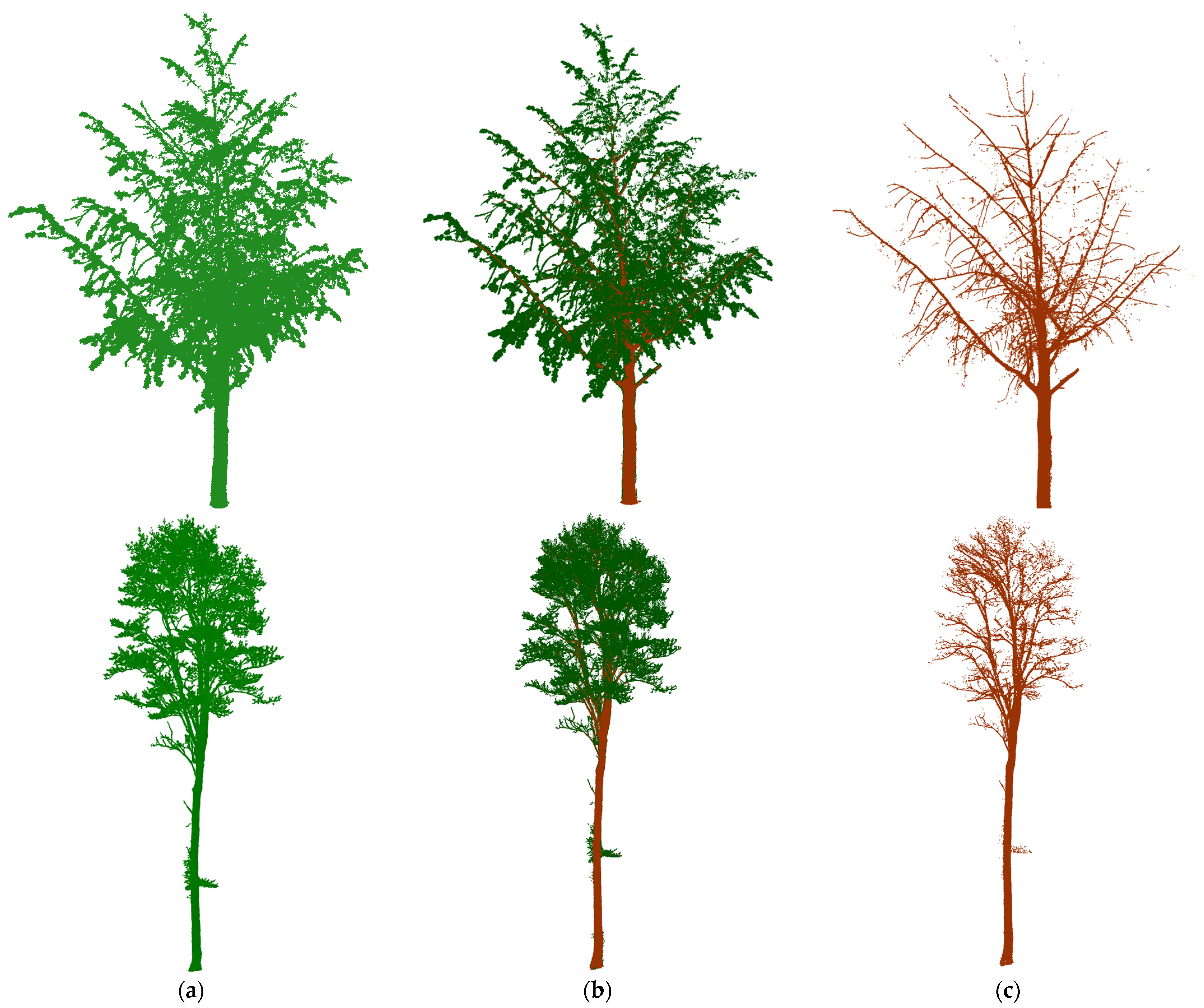 Tree Species Classification from TLS Point Clouds Using Multi-Task ...