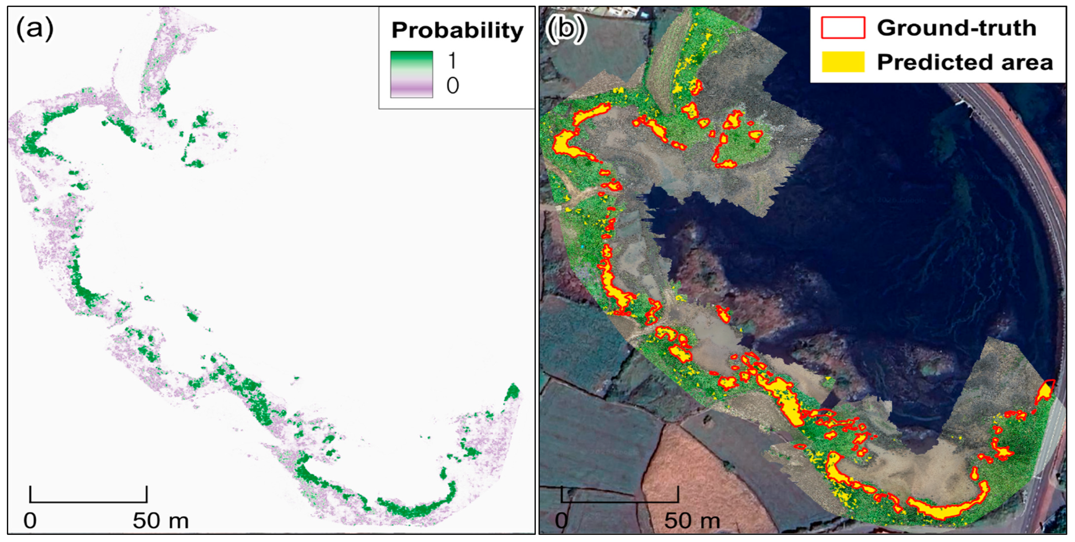 UAV RGB Imagery and Lightweight Deep Learning Map Semi-Mangrove Shrubs ...