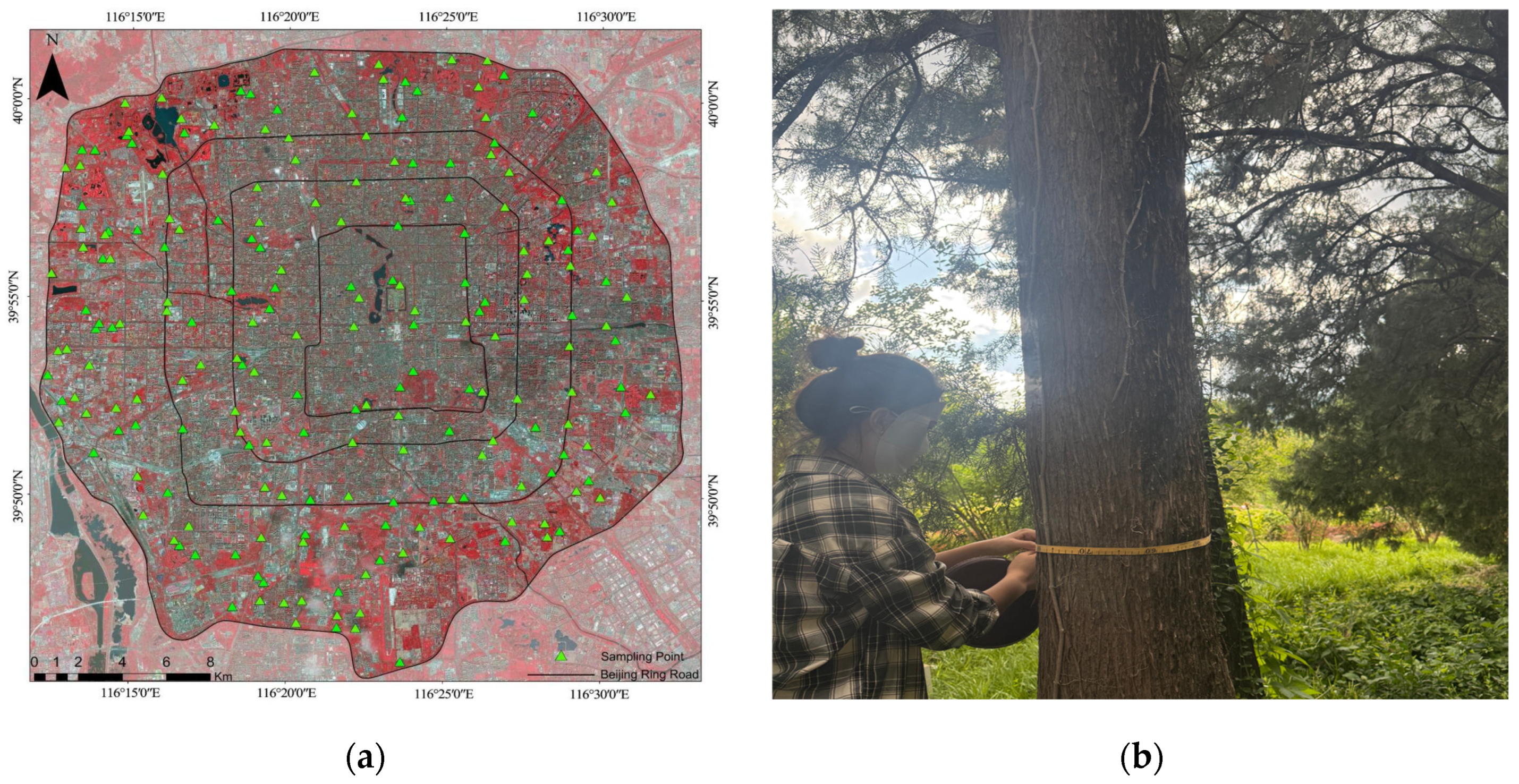 Urban Green Space Canopy Height Retrieval in Beijing Using GF-7 Stereo ...