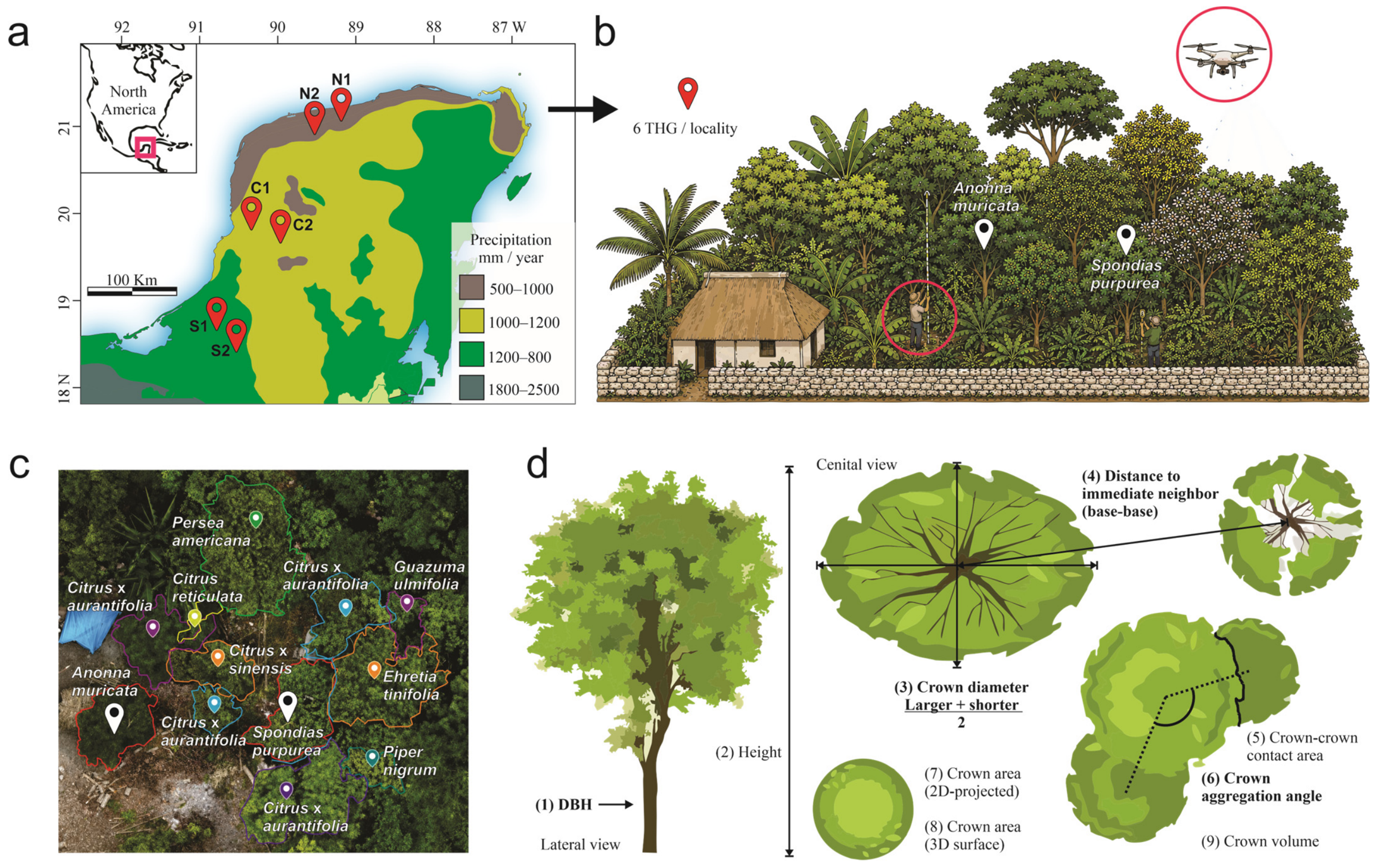 Mapping Neighborhood Spatial Structure in Traditional Home Gardens ...