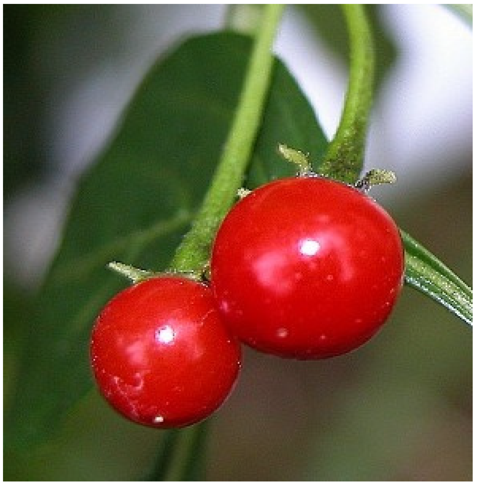Solanum sisymbriifolium Lam., Arrebenta-cavalo (World flora) - Pl