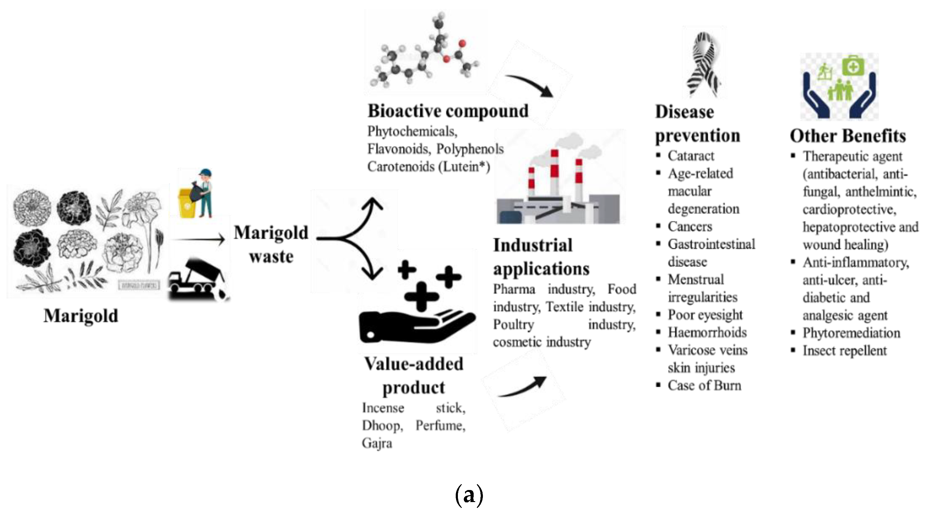 Resources | Free Full-Text | Valorizations of Marigold Waste for High-Value  Products and Their Industrial Importance: A Comprehensive Review