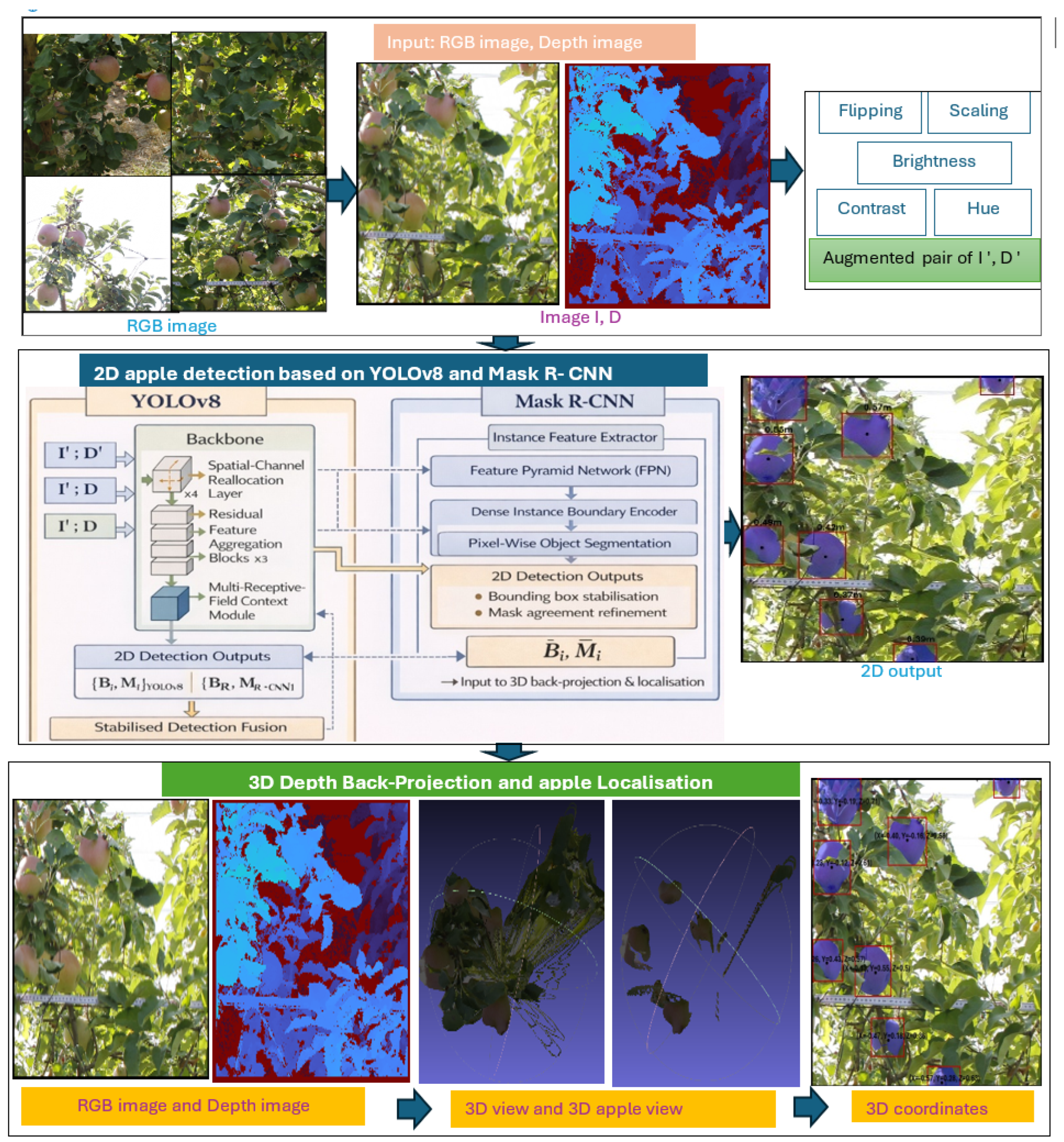 Dual-Detector Vision and Depth-Aware Back-Projection for Accurate Apple ...