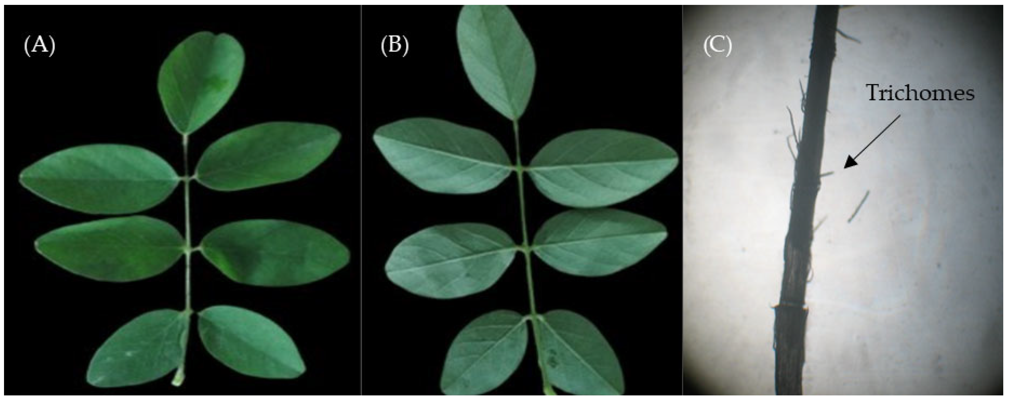 Extracts of Clitoria ternatea L.: Phytochemical Profile and ...