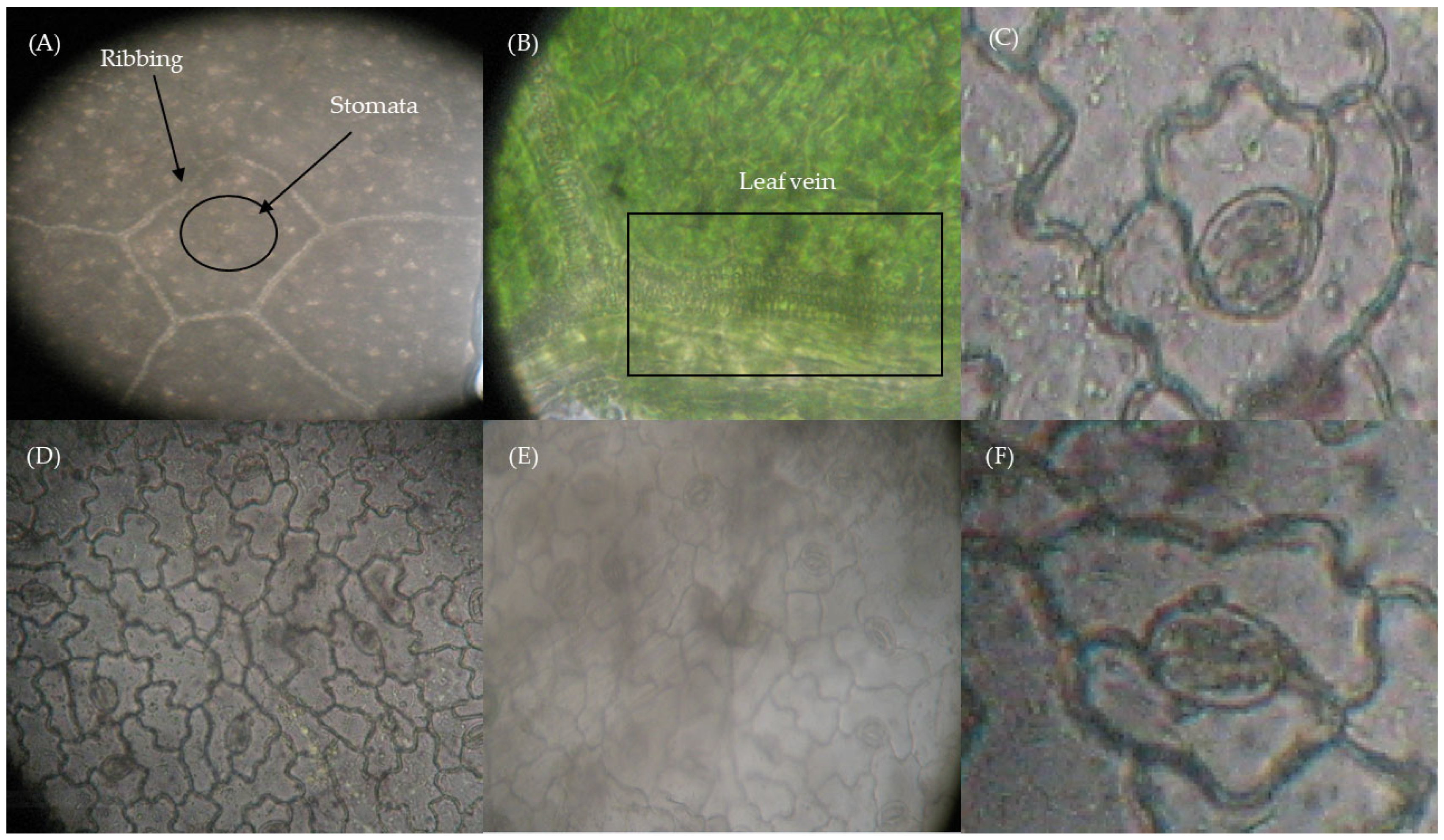 Extracts of Clitoria ternatea L.: Phytochemical Profile and ...