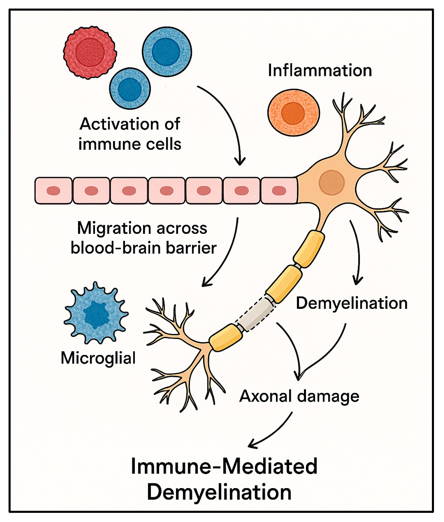 Multiple Sclerosis Process Multiple Sclerosis & Pharmacotherapeutic Treatment: A Pedagogic ...