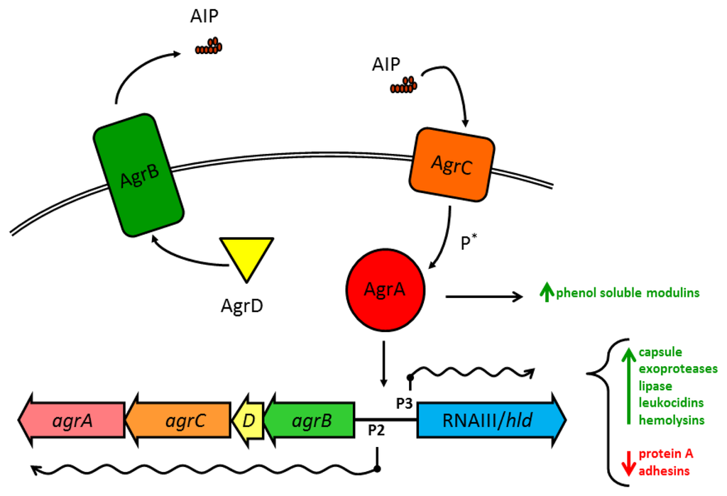 Biofilm-Associated Agr and Sar Quorum Sensing Systems of Staphylococcus  aureus Are Inhibited by 3-Hydroxybenzoic Acid Derived from Illicium verum