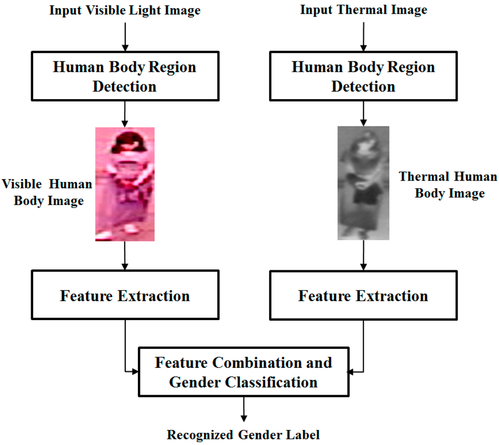 Sensors | Free Full-Text | Body-Based Gender Recognition Using Images ...