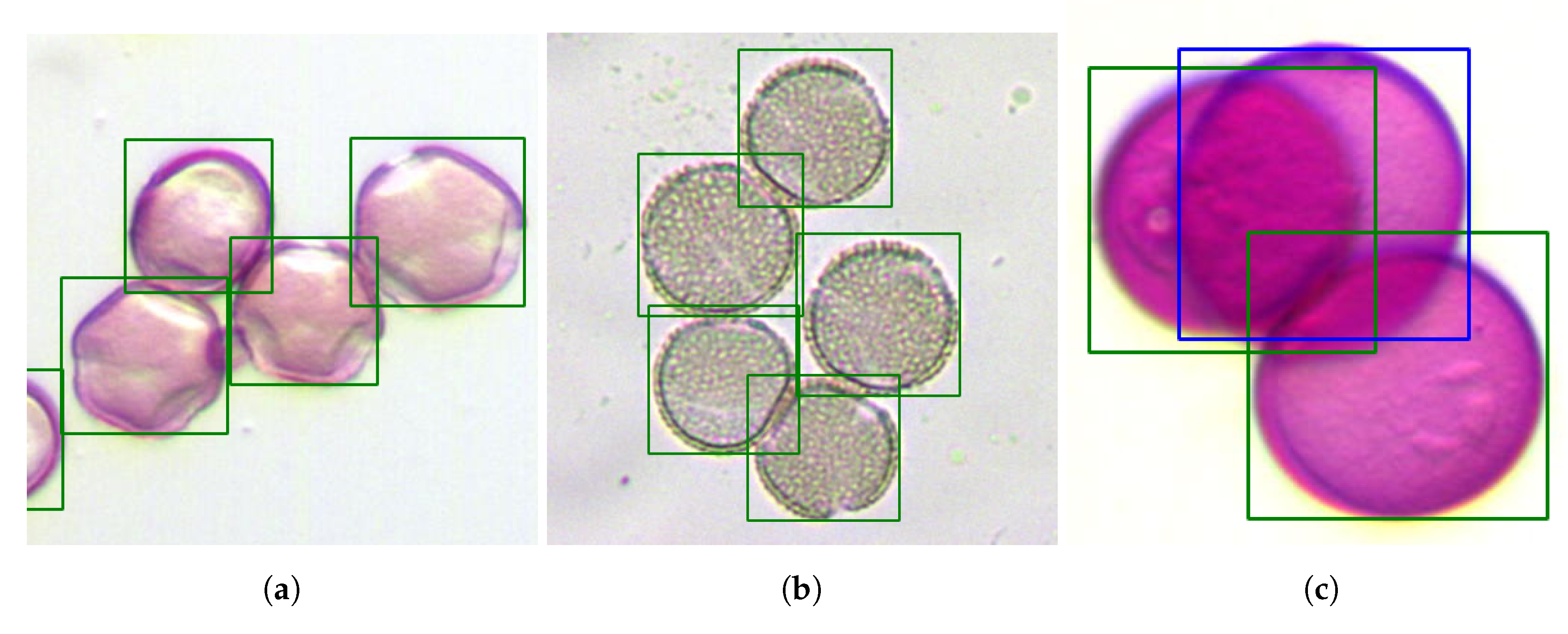 BIOLAB - Préparation Microscopique (Gymnospermes) - Pollen de pin  (ballonnets aérifères)