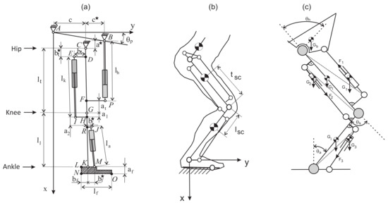 Dynamic Model of a Humanoid Exoskeleton of a Lower Limb with Hydraulic ...