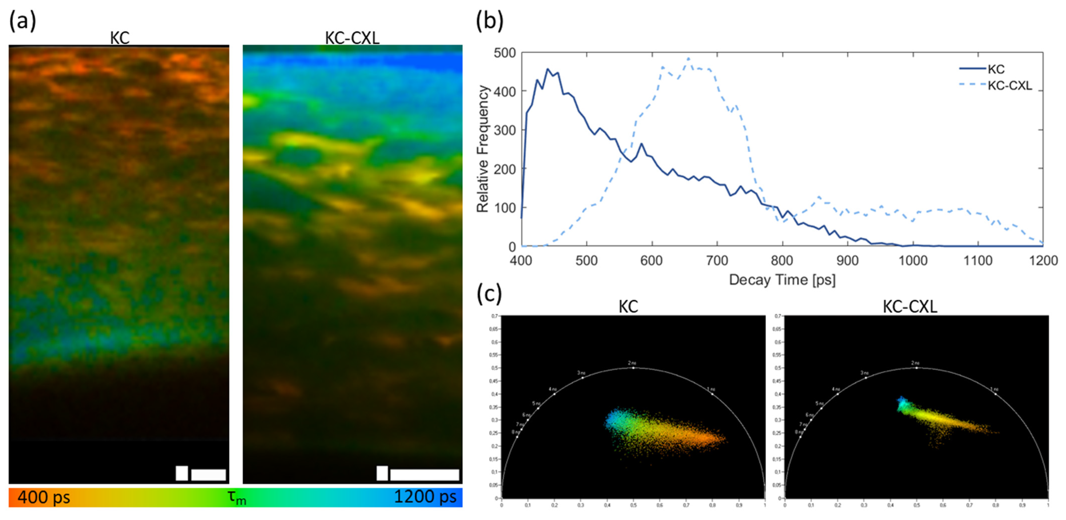 A Custom Multiphoton Microscopy Platform for Live Imaging of Mouse Cornea  and Conjunctiva