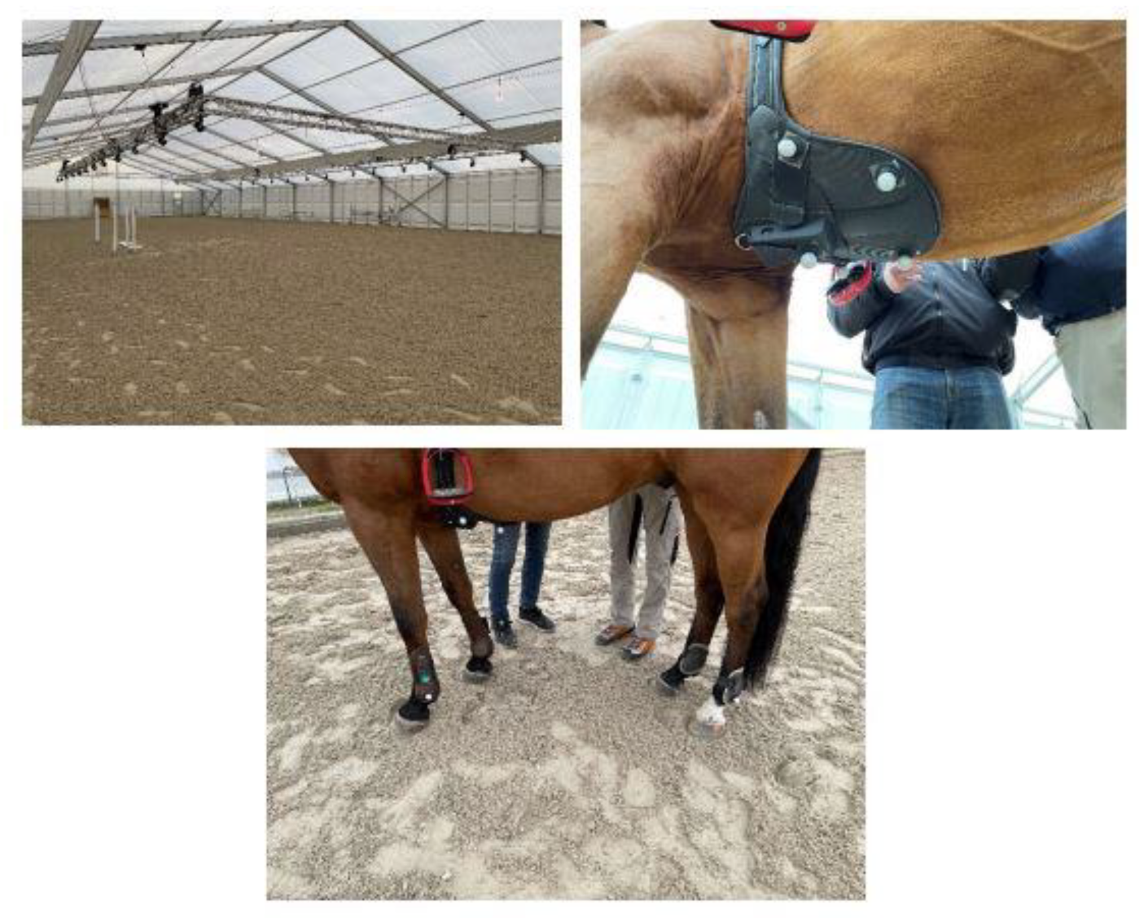 Aluminum Horse Measuring Stick - System Equine