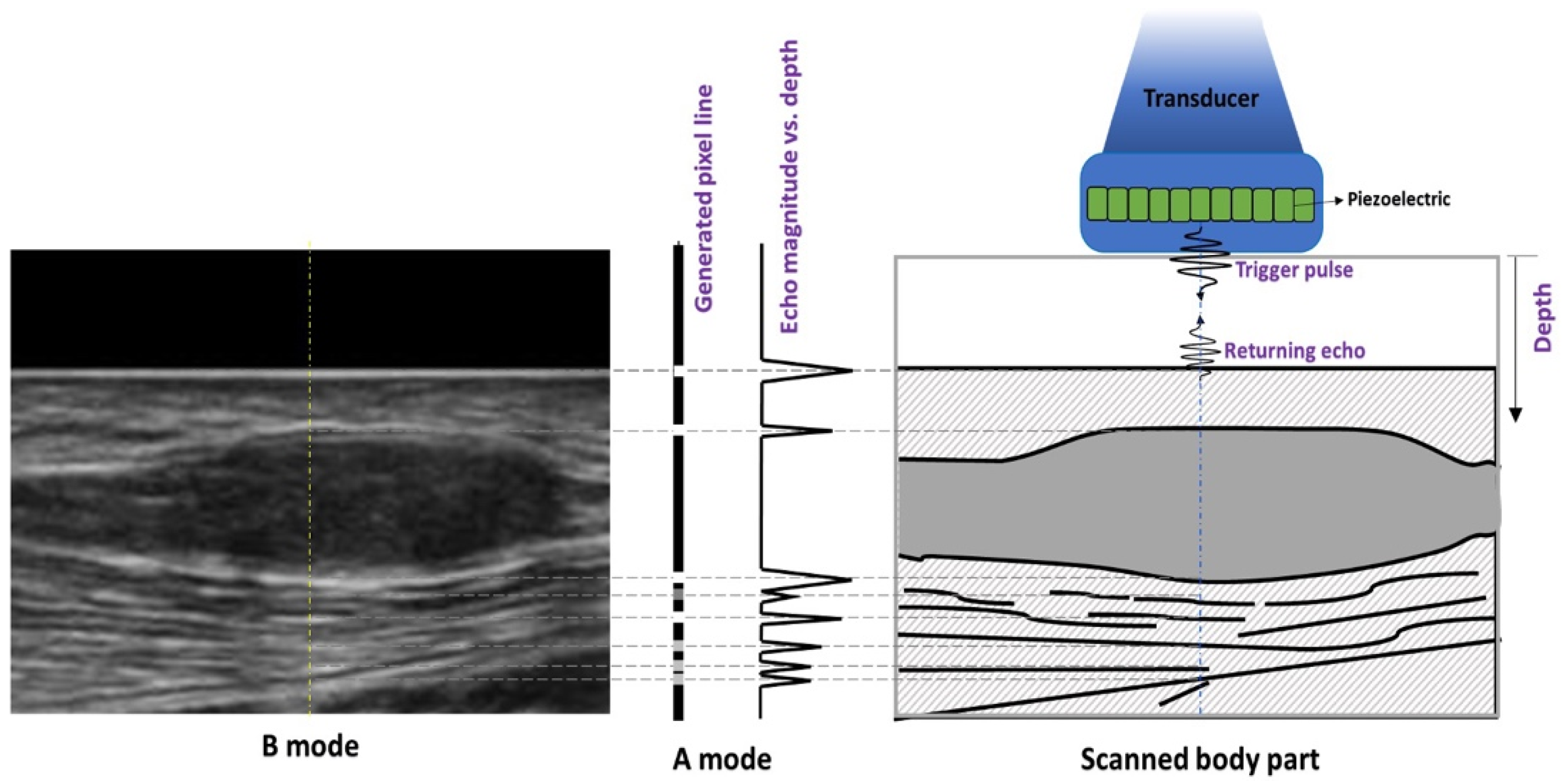 Amplitude envelope curve and spectrogram of nightingale call types