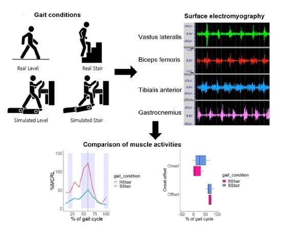 gait cycle muscle activity