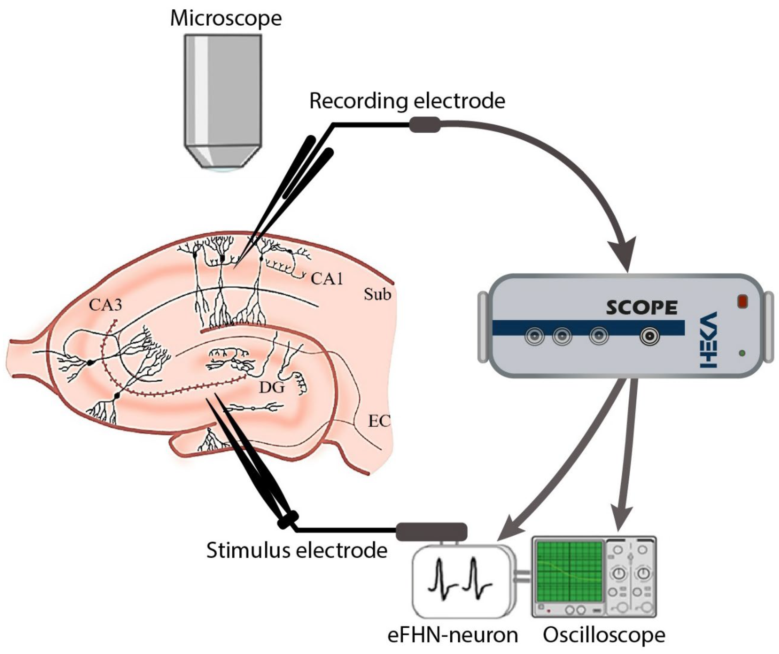 Reversing paralysis with electrical stimulation of neurons