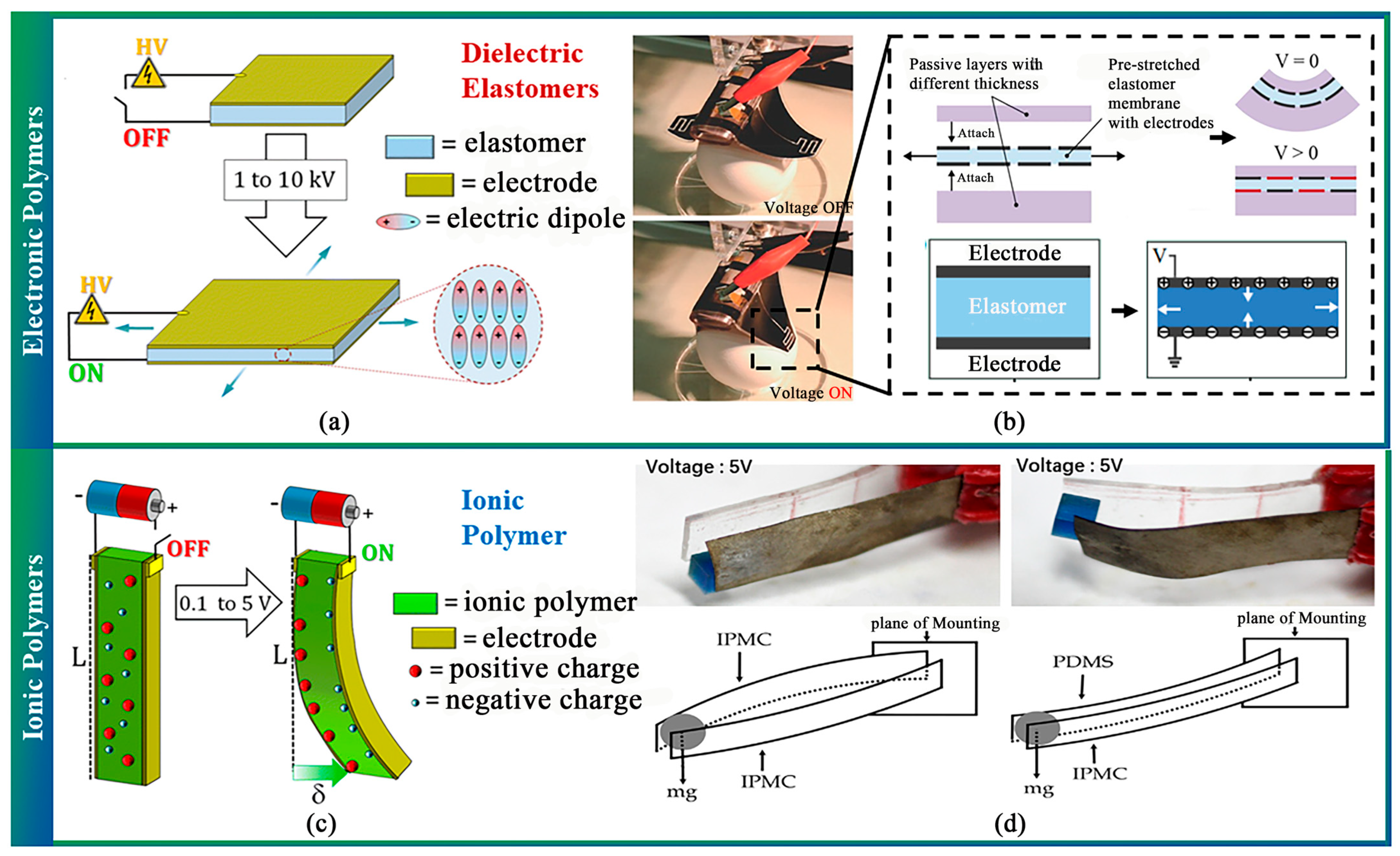 A Soft, Fast and Versatile Electrohydraulic Gripper with Capacitive Object  Size Detection 