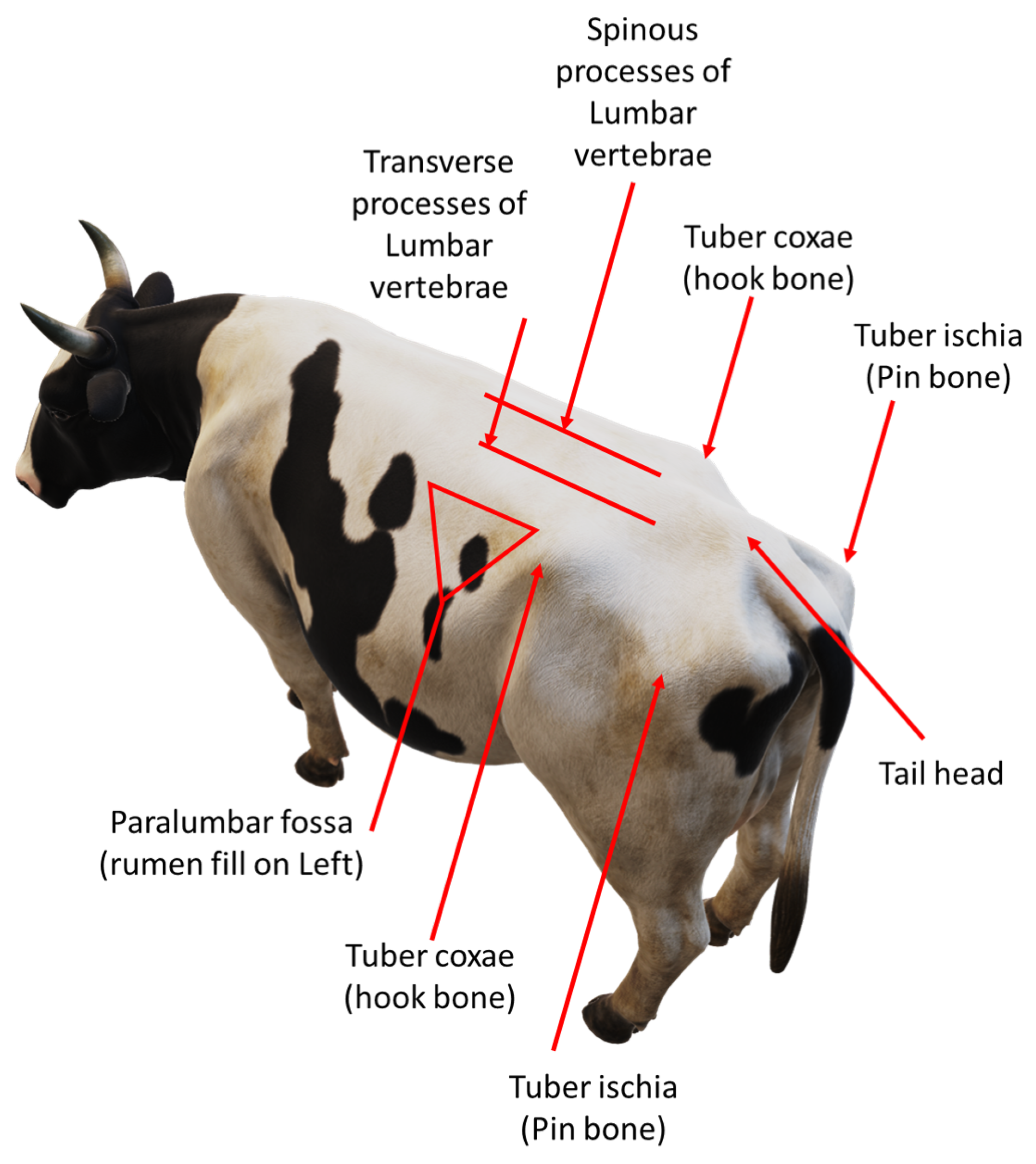 Sensors | Free Full-Text | Automated Cow Body Condition Scoring Using ...
