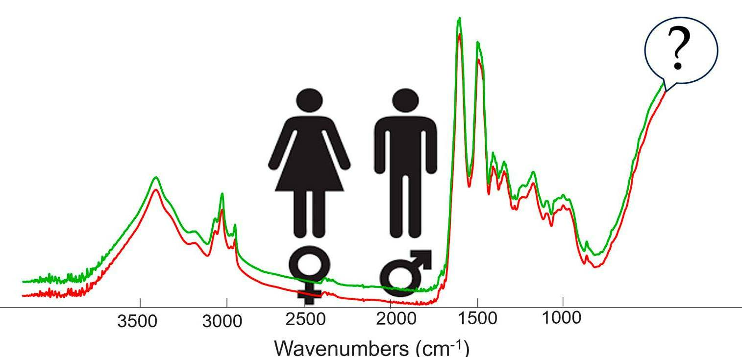 Sensors Free Full Text Sex Determination Of Human Nails Based On Attenuated Total Reflection 9034