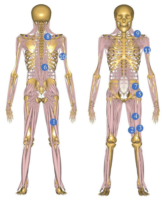 Positional Analysis of Assisting Muscles for Handling-Assisted Exoskeletons