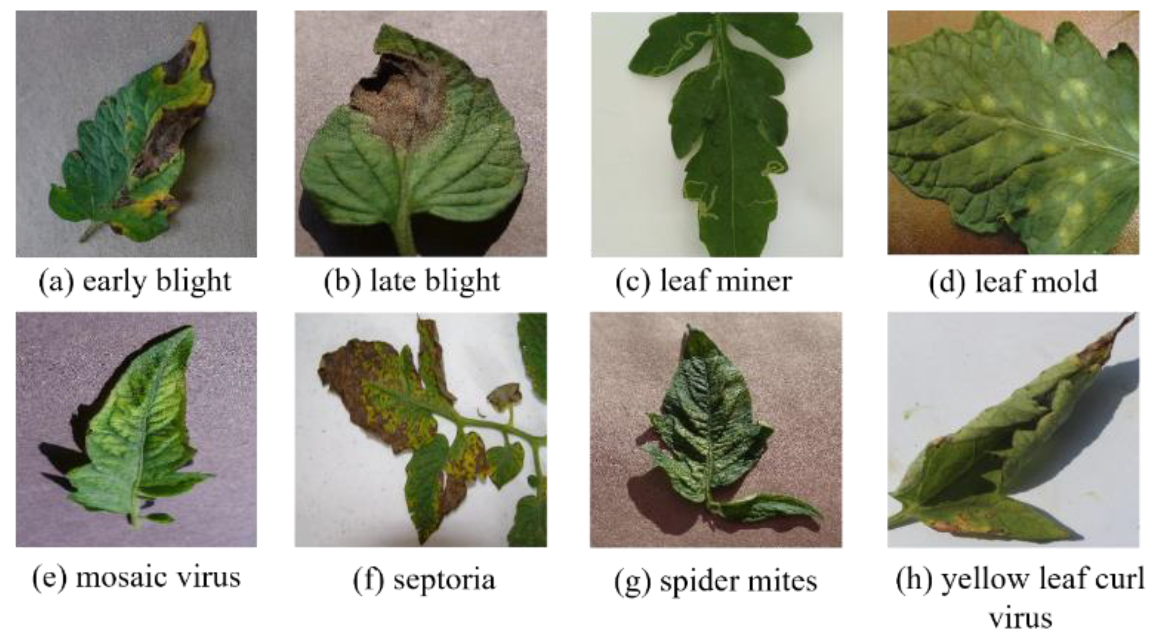 Multi-Scale Feature Fusion Based RT-DETR for Tomato Leaf Disease ...