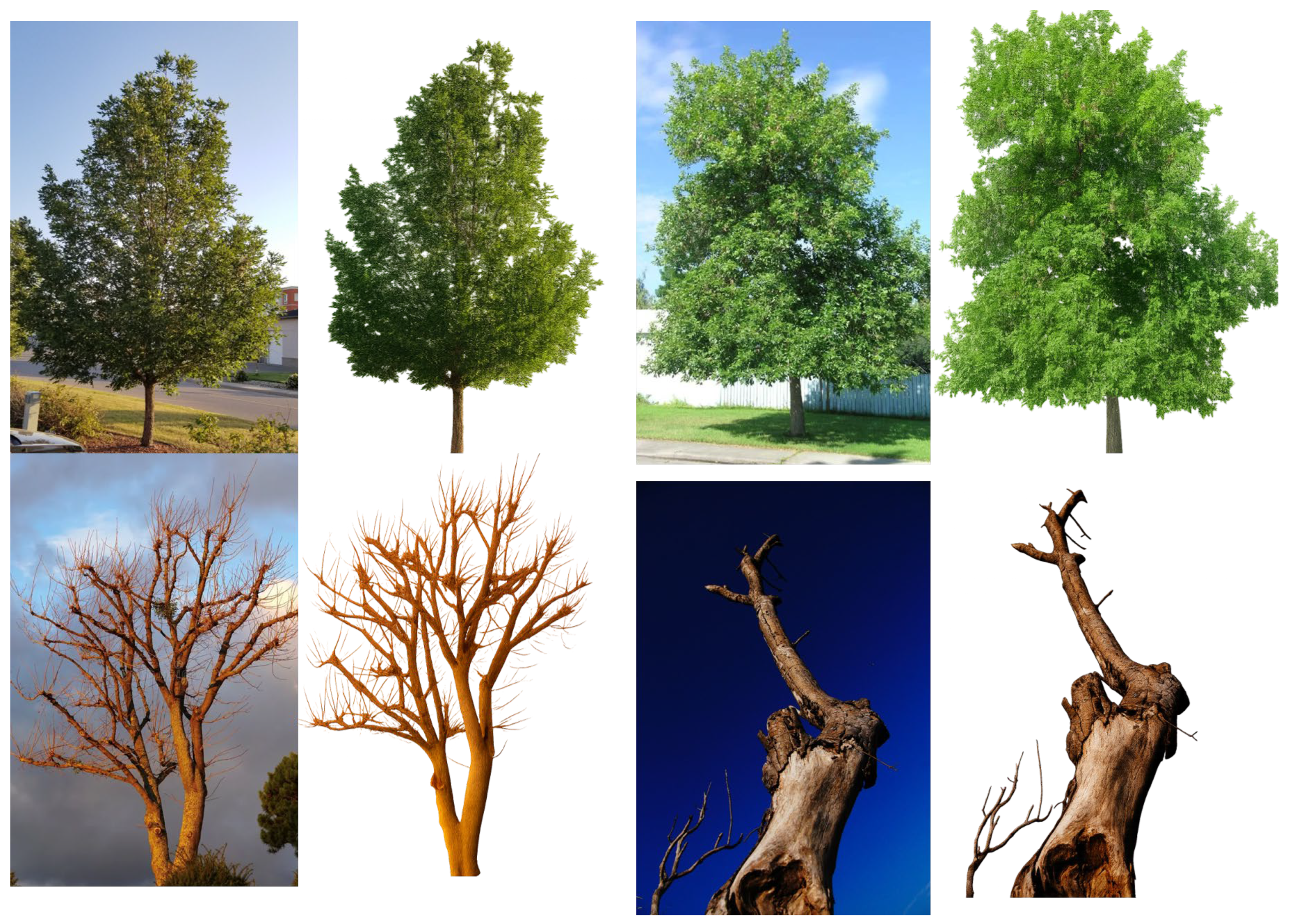 Mfu Tree Lightweight Multimodal Fusion for Urban Tree Health and Ecosystem Services