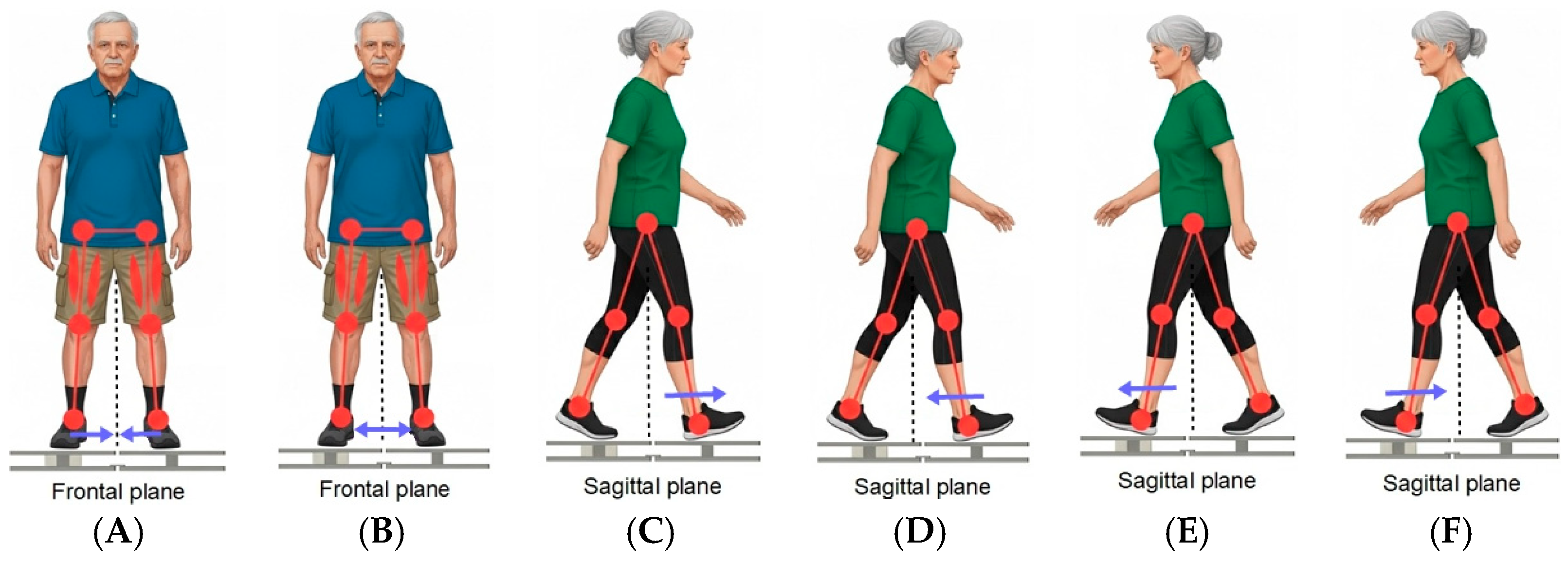 Gender and Age-Related Decline in Lower Limb Standing Muscle Strength ...