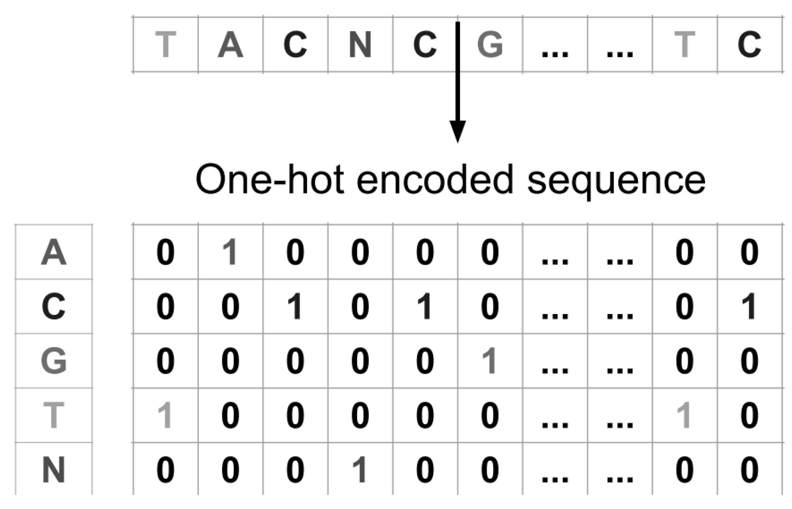 Ensemble Deep Learning Models on Raw DNA Sequences for Viral Genome ...