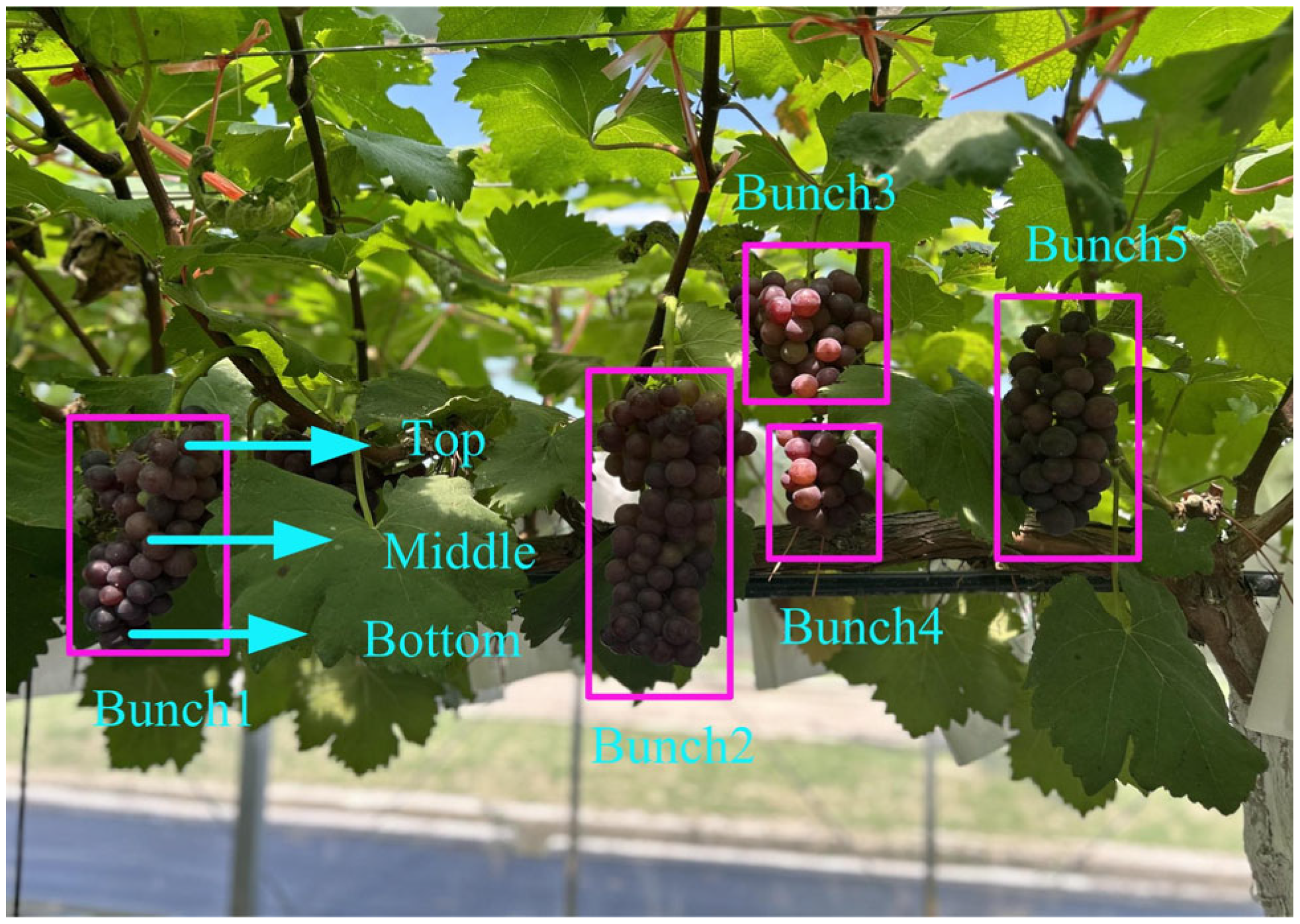 Study on Quality Detection Methods for Table Grapes Based on Spectral ...
