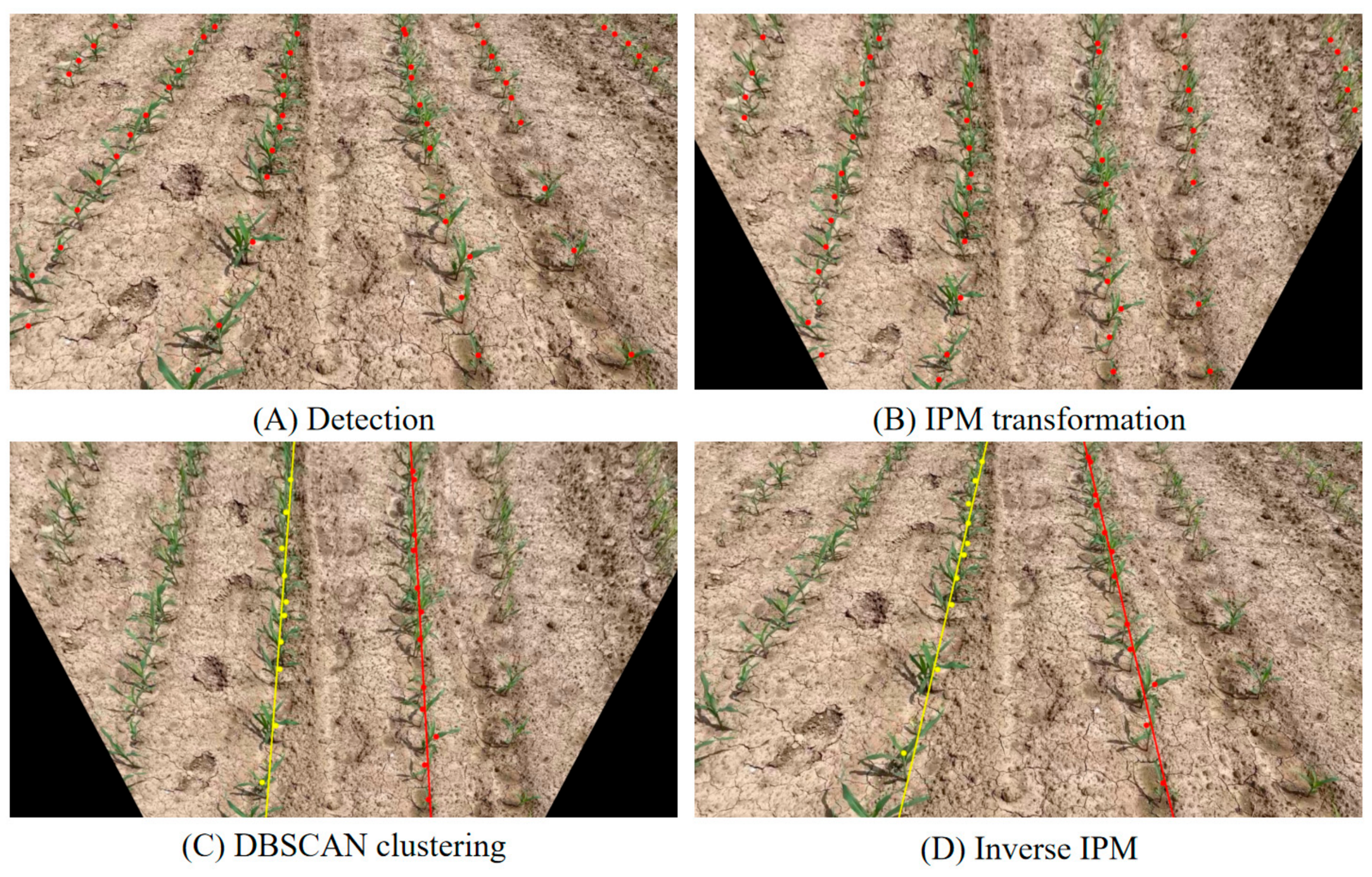Ipm Sensor Maize Detection and Row Extraction Using Maize–YOLO and IPM–Clustering ...