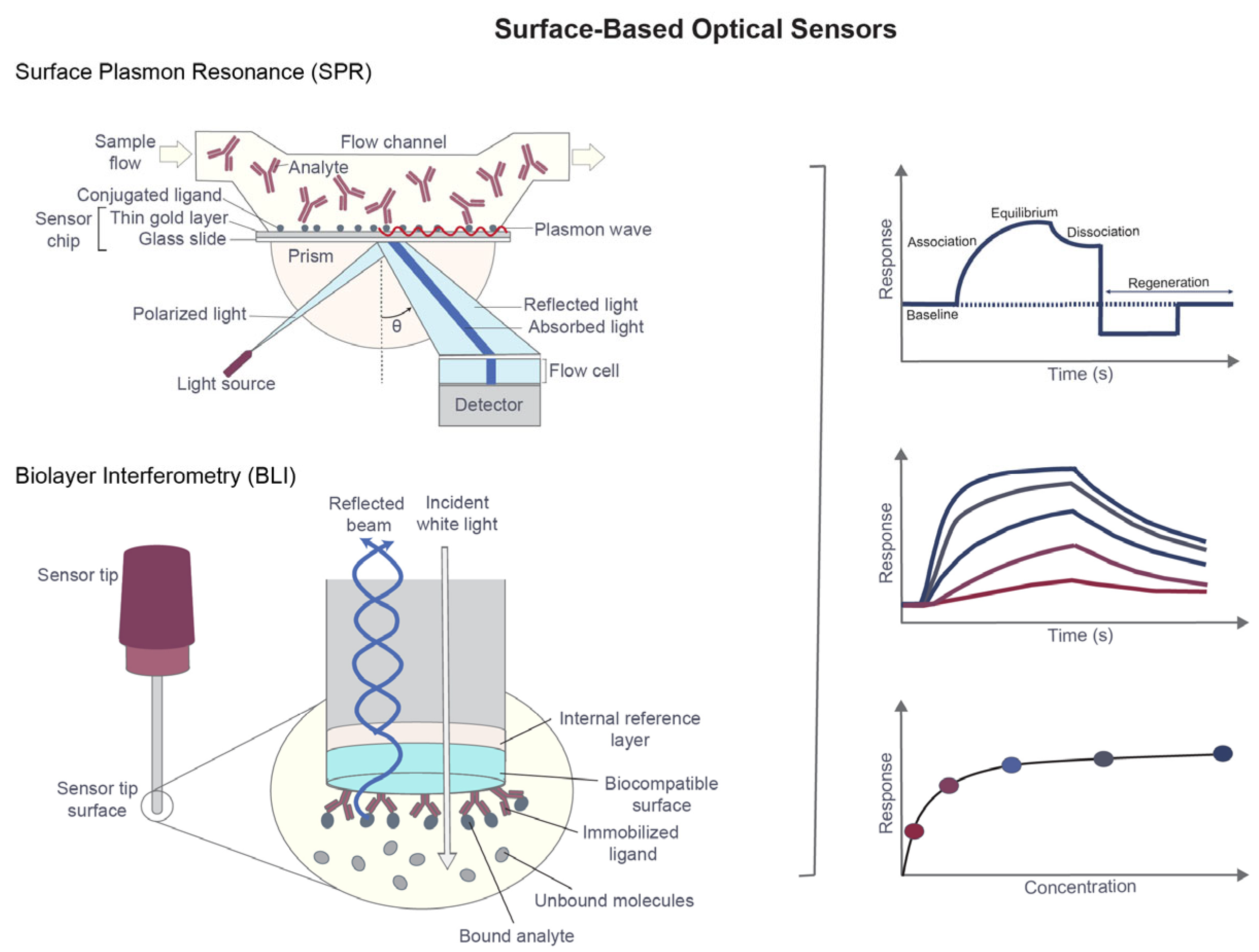 Biophysical Sensing Tools in Drug Discovery: Integrating Kinetics ...