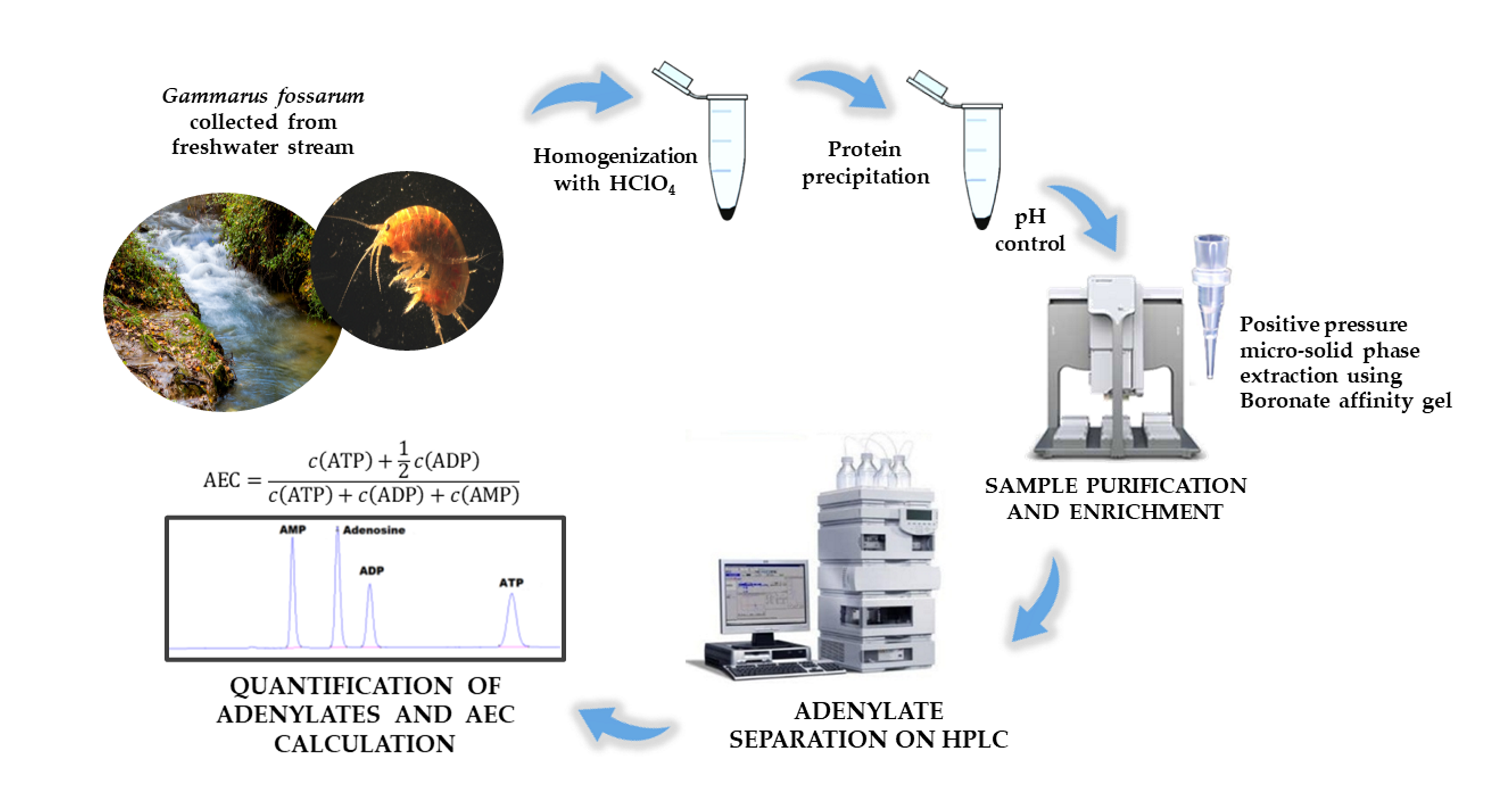 Separations Free Full-Text Determination of Adenylate Nucleotides in Amphipod Gammarus fossarum by Ion-Pair Reverse Phase Liquid Chromatography Possibilities of Positive Pressure Micro-Solid Phase Extraction