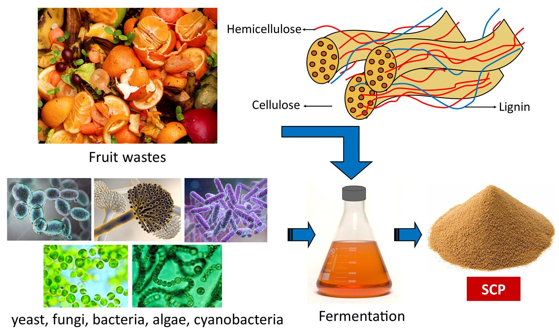 Life-cycle assessment of yeast-based single-cell protein